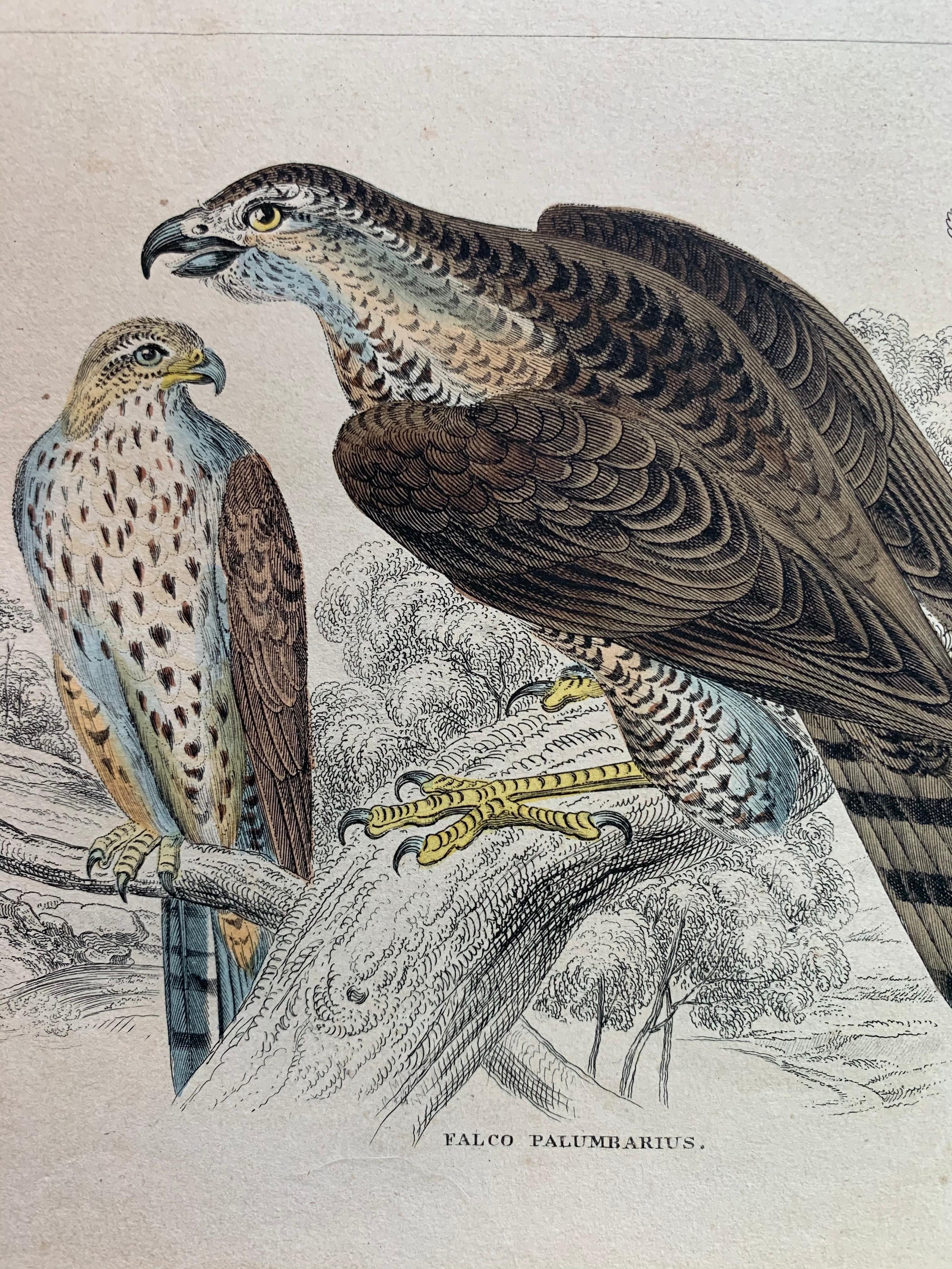 A pair of hand colored prints of birds of prey published in 1840 based on the work of Scottish naturalist, Sir William Jardine, 7th Baronet. Depicting a: falco palumbarius (Falcon), Aquila Albicilla ( White-Tailed Eagle ), Aquila Chrysaeta ( Golden
