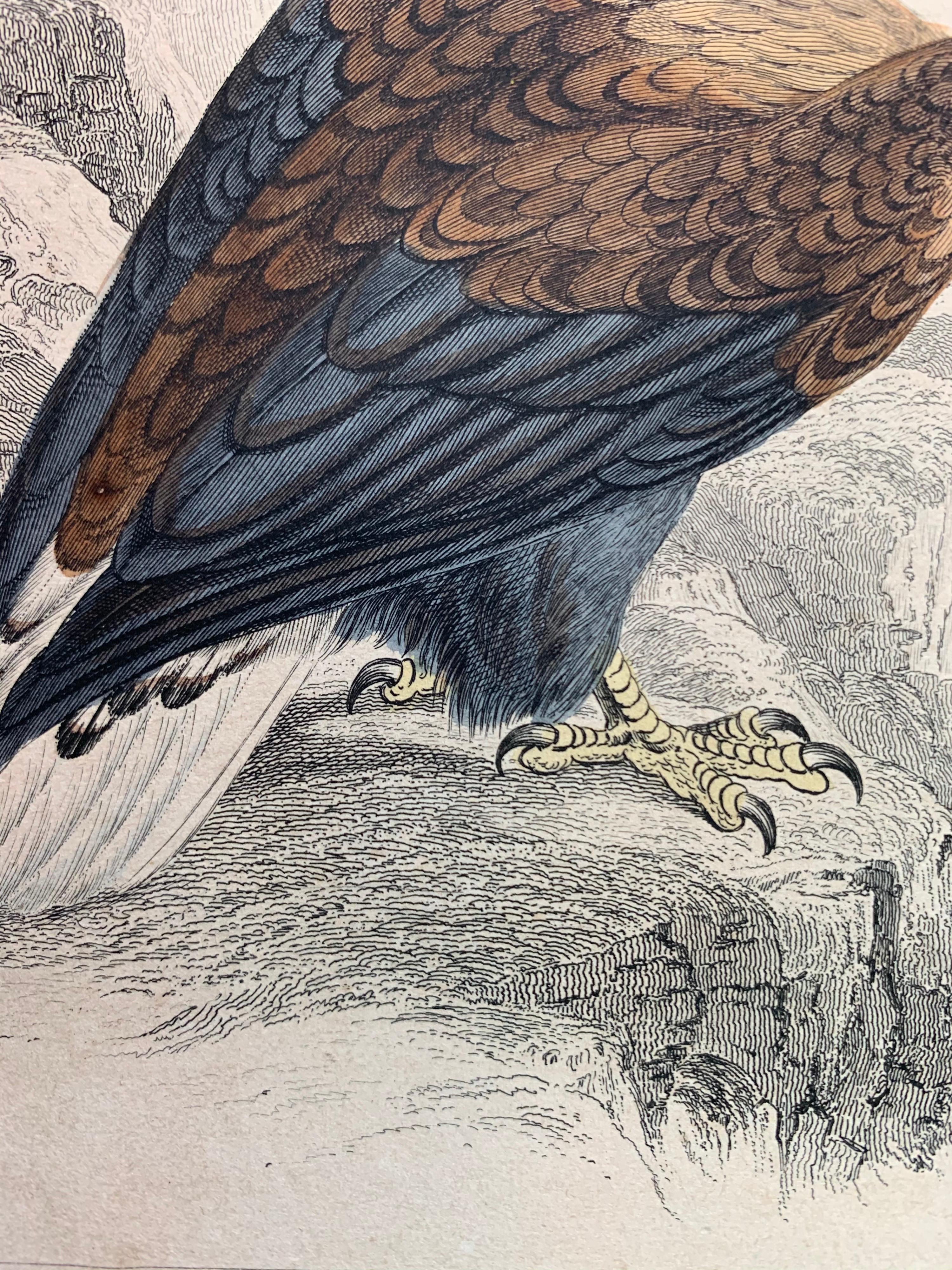 Birds of Prey Pair of Antique Prints - Hawk Falcon Eagle South American Harrier 3