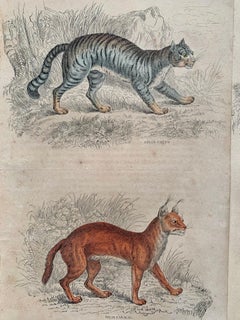 Antique Prints of Rare Felines - Big Cat - Exotic Tropical Tiger Cat Jaguar