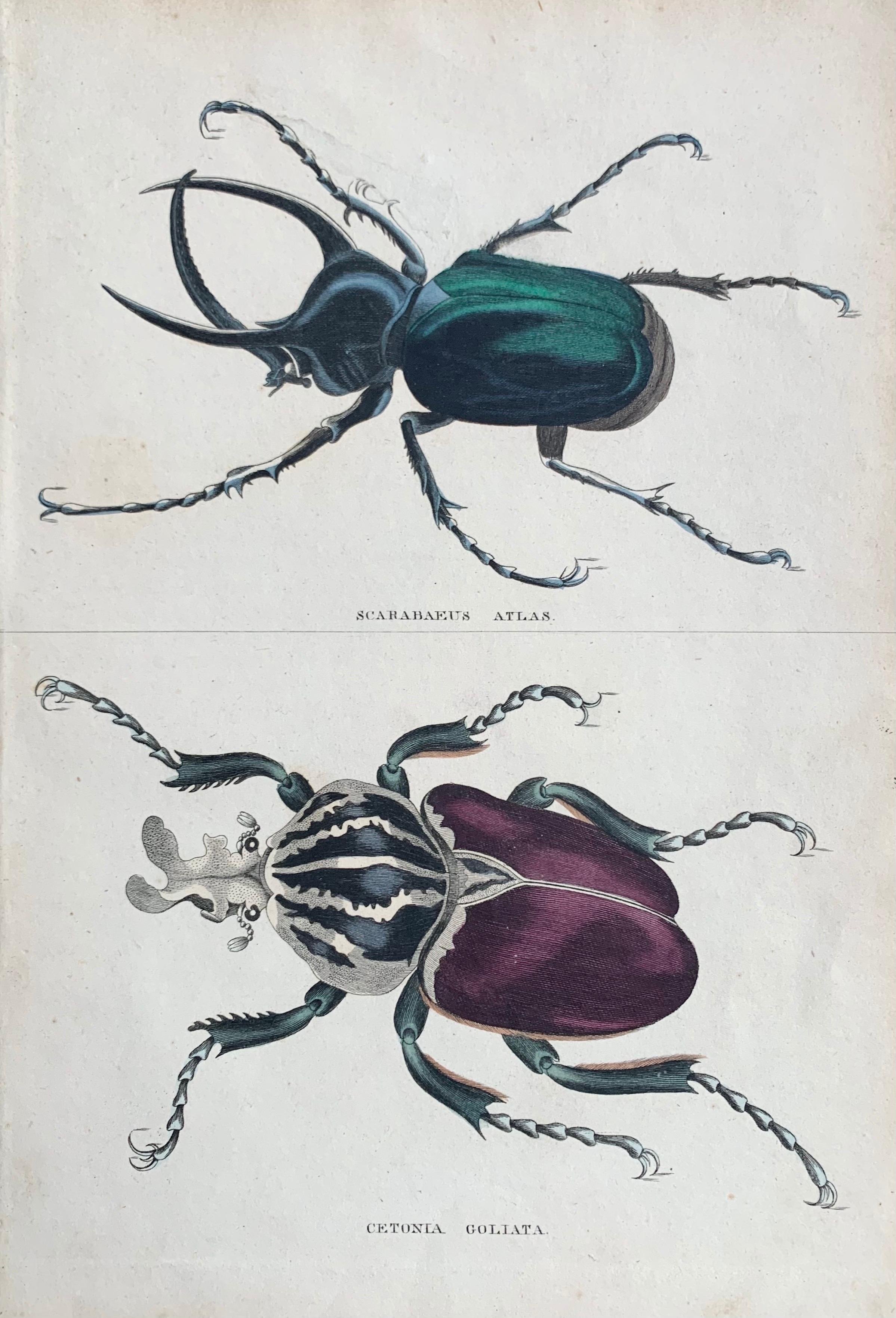 Beetles Antique Hand Coloured Print - Tropical Exotic