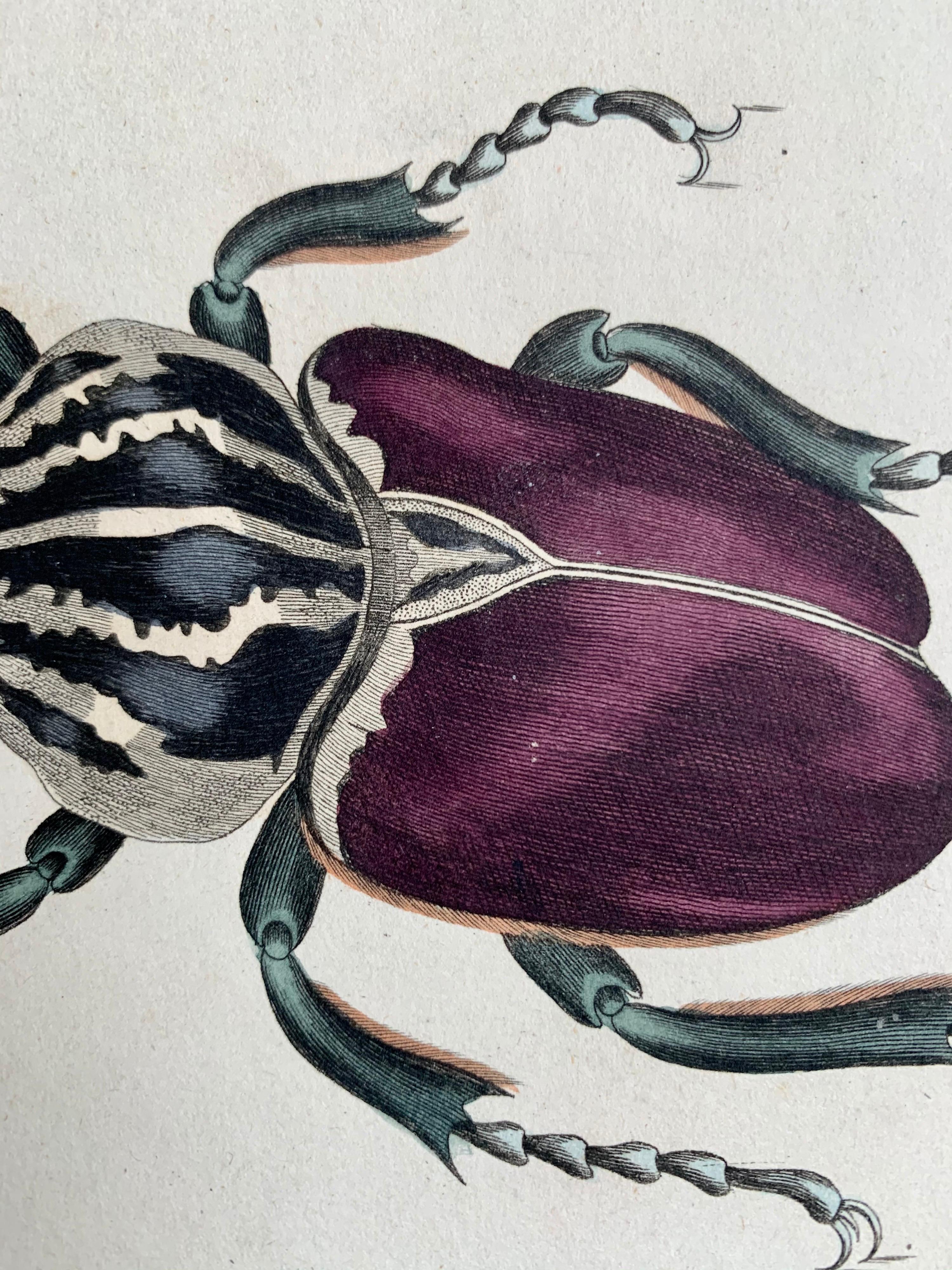 Hand colored print of two large beetles; a Scarabeus Atlas and a Cetonia Goliata published in 1840 based on the work of Scottish naturalist, Sir William Jardine, 7th Baronet.  

From 