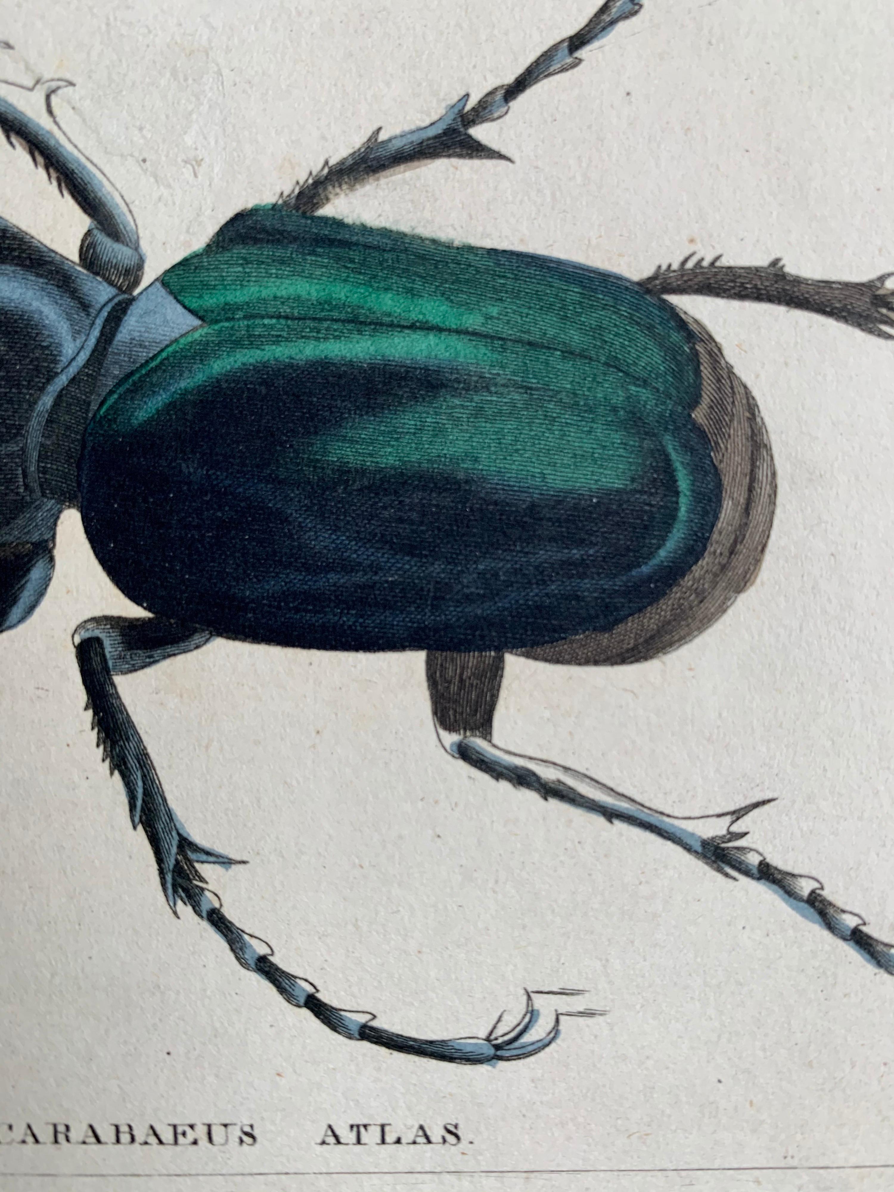 Beetles Antique Hand Coloured Print - Tropical Exotic 2