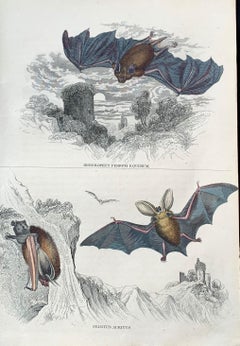 Bats Antique Hand Coloured Print - Vampire Bat