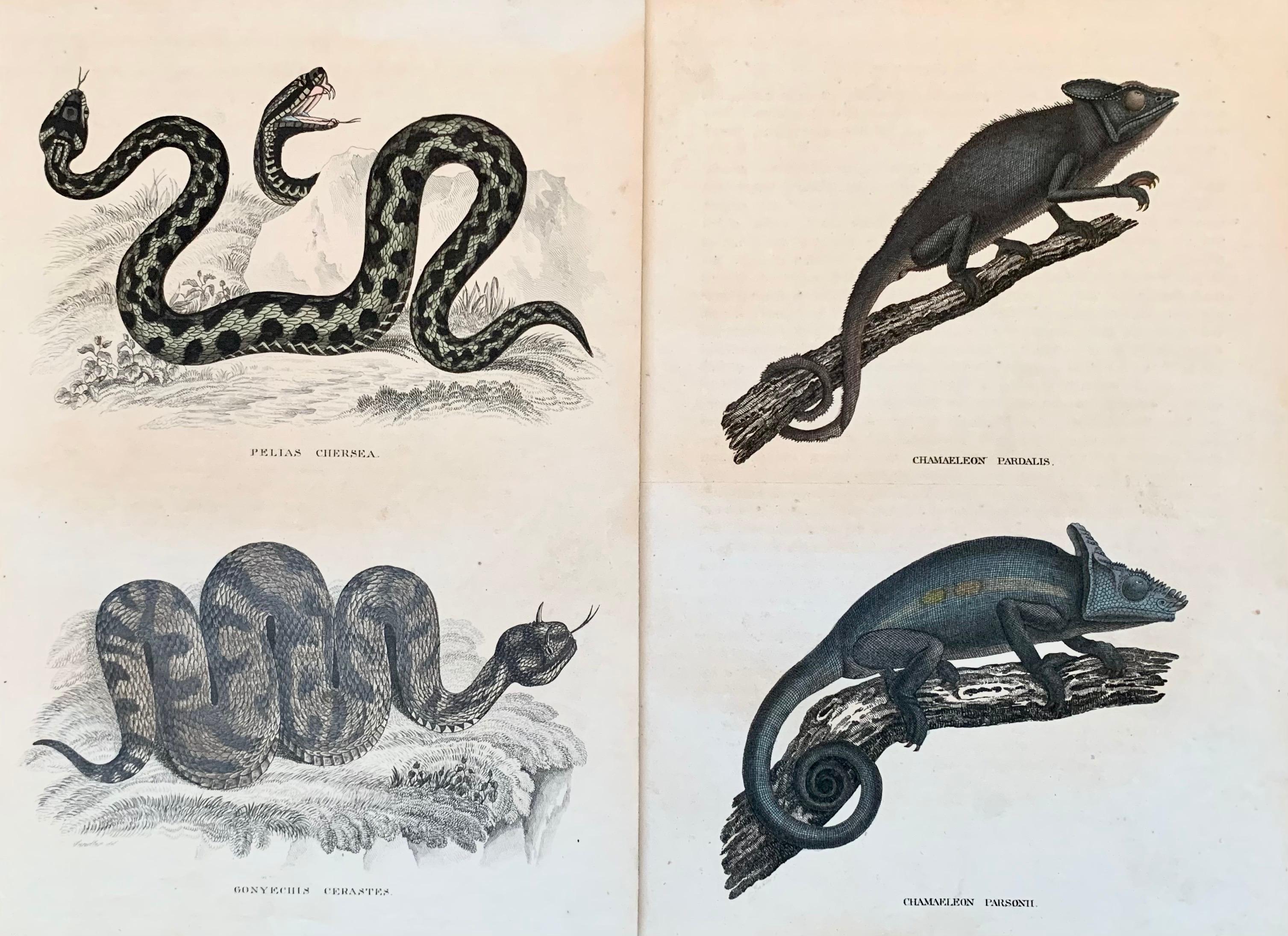 Sir William Jardine, 7th Baronet (after) Landscape Print - Snake and Chameleon Hand Coloured Print - exotic snakes 