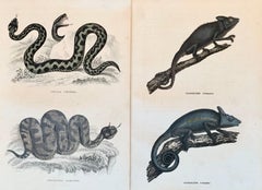 Snake and Chameleon Hand Coloured Print - exotic snakes 