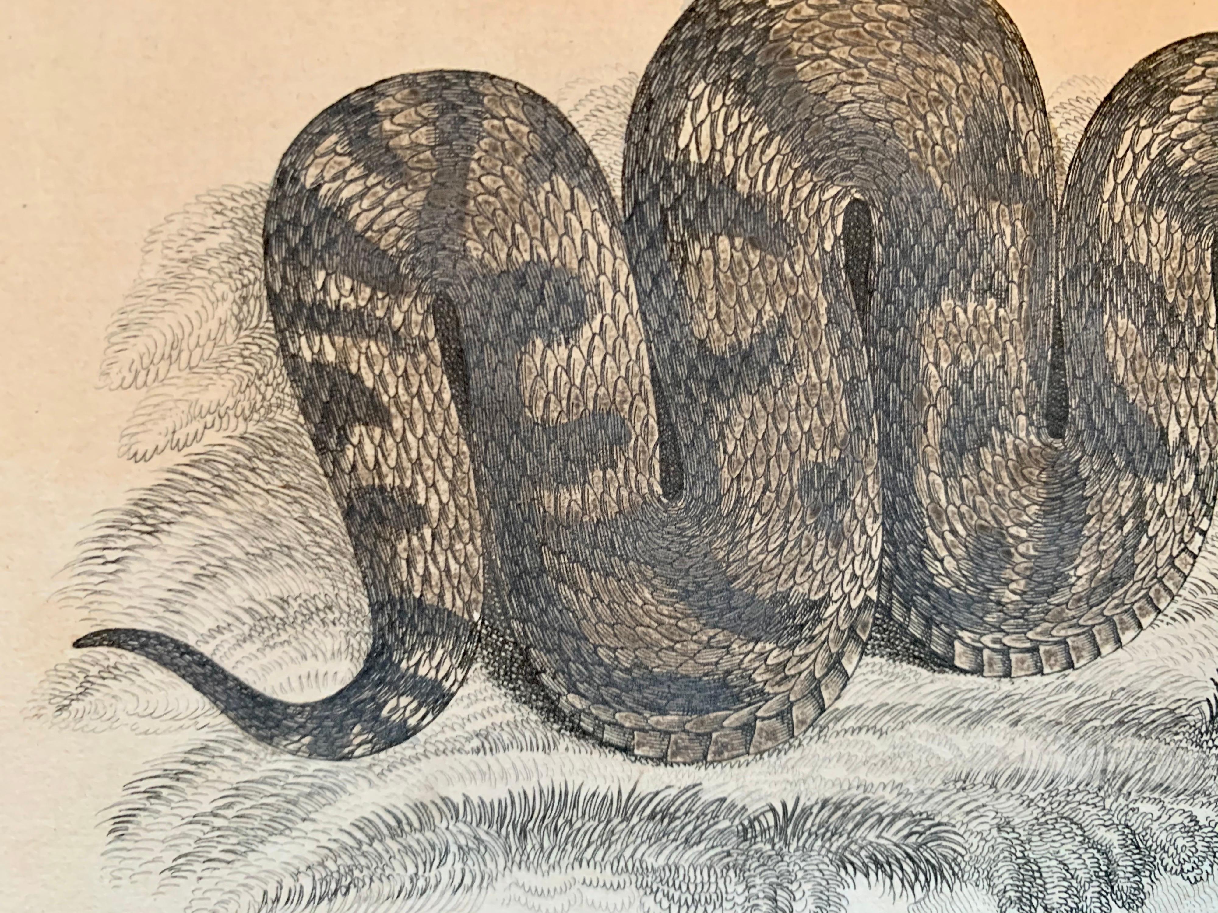 2 Hand colored prints depicting snakes and chameleon. Very beautifully made. Published in 1840 based on the work of Scottish naturalist, Sir William Jardine, 7th Baronet. 

From 