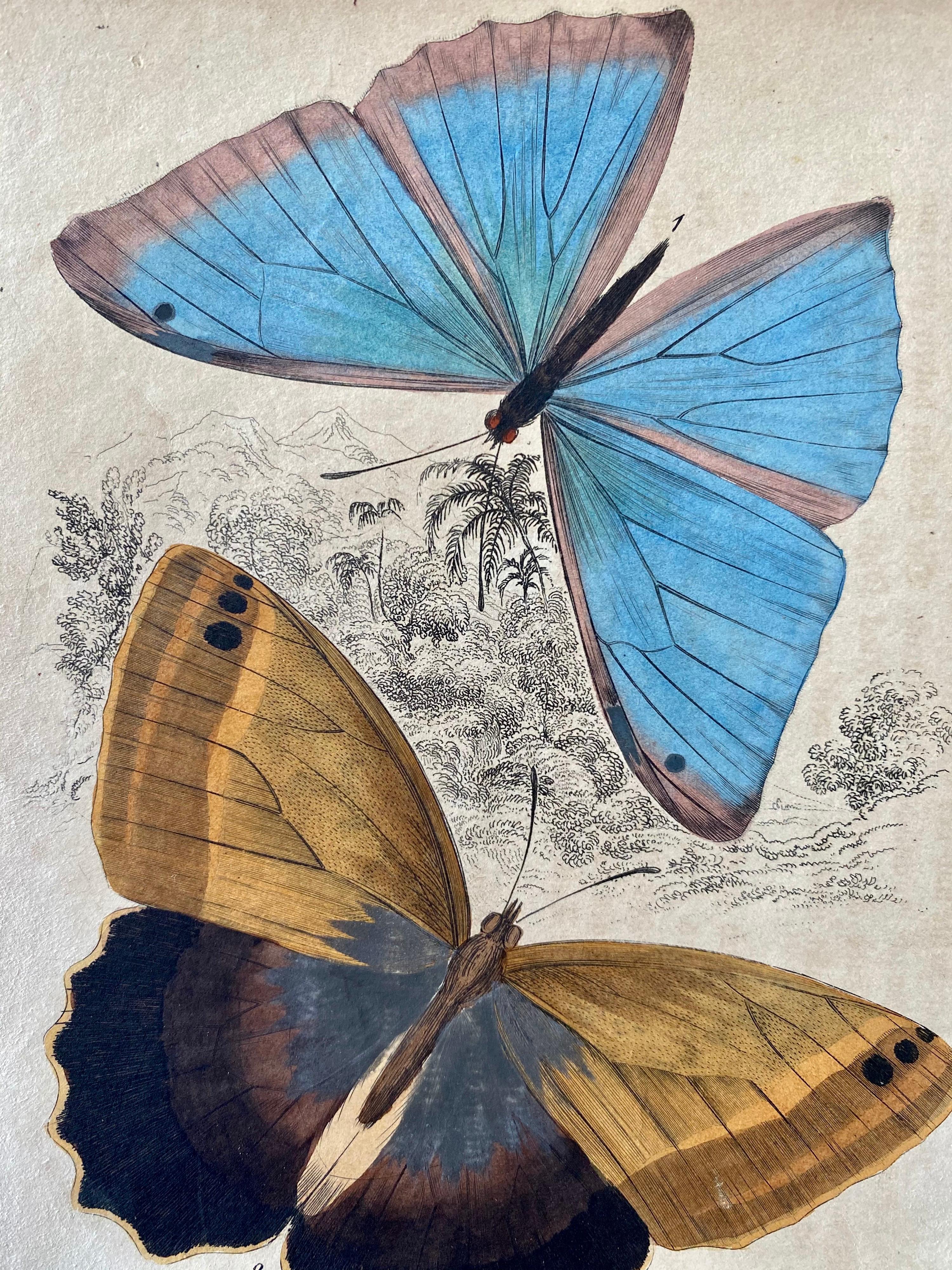 Antique Prints Rare Exotic Butterflies - Tropical Colourful Set Butterfly - Painting by Sir William Jardine, 7th Baronet (after)
