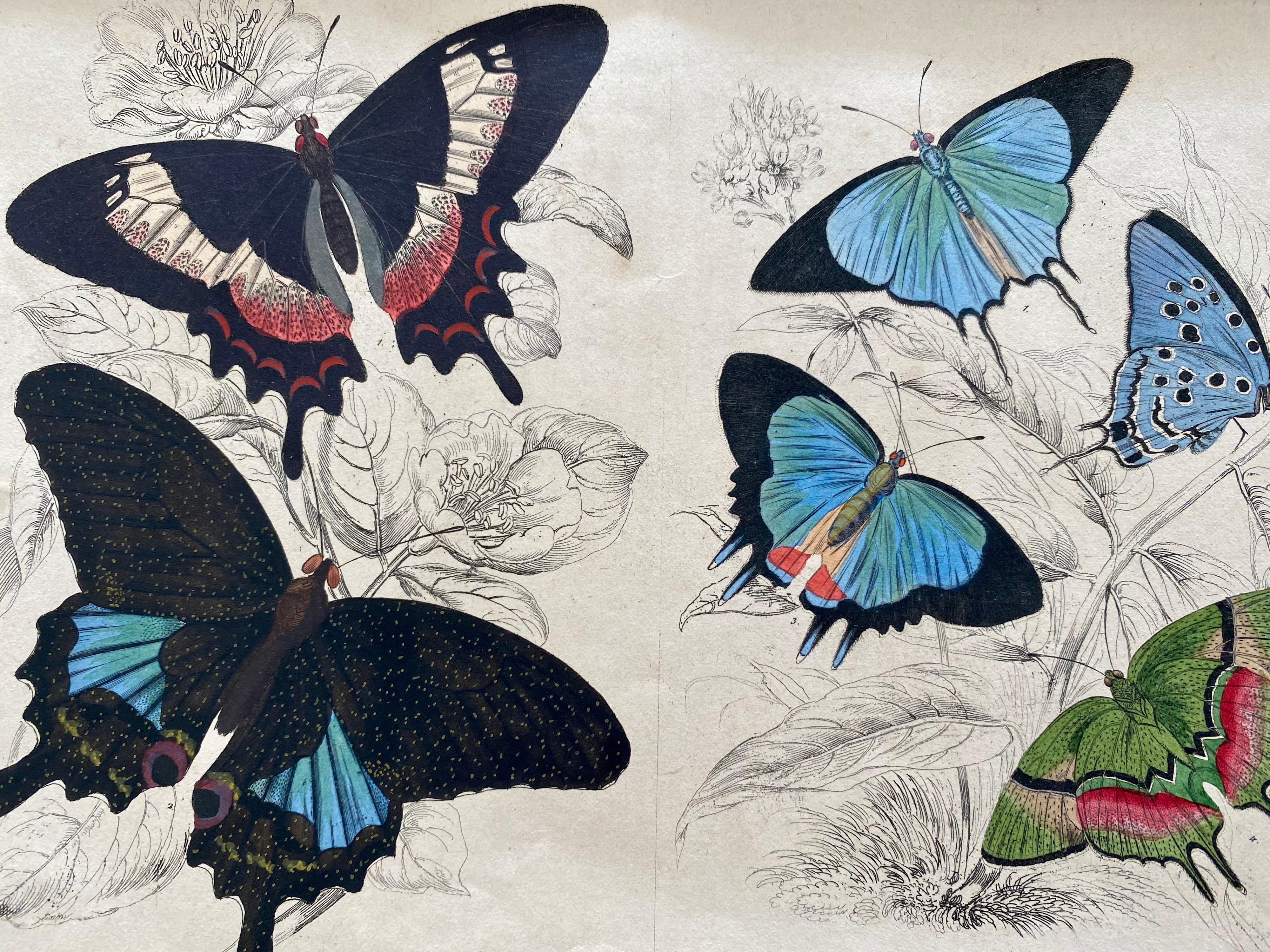 Antique Prints Rare Exotic Butterflies - Tropical Colourful Set Butterfly - Beige Animal Painting by Sir William Jardine, 7th Baronet (after)