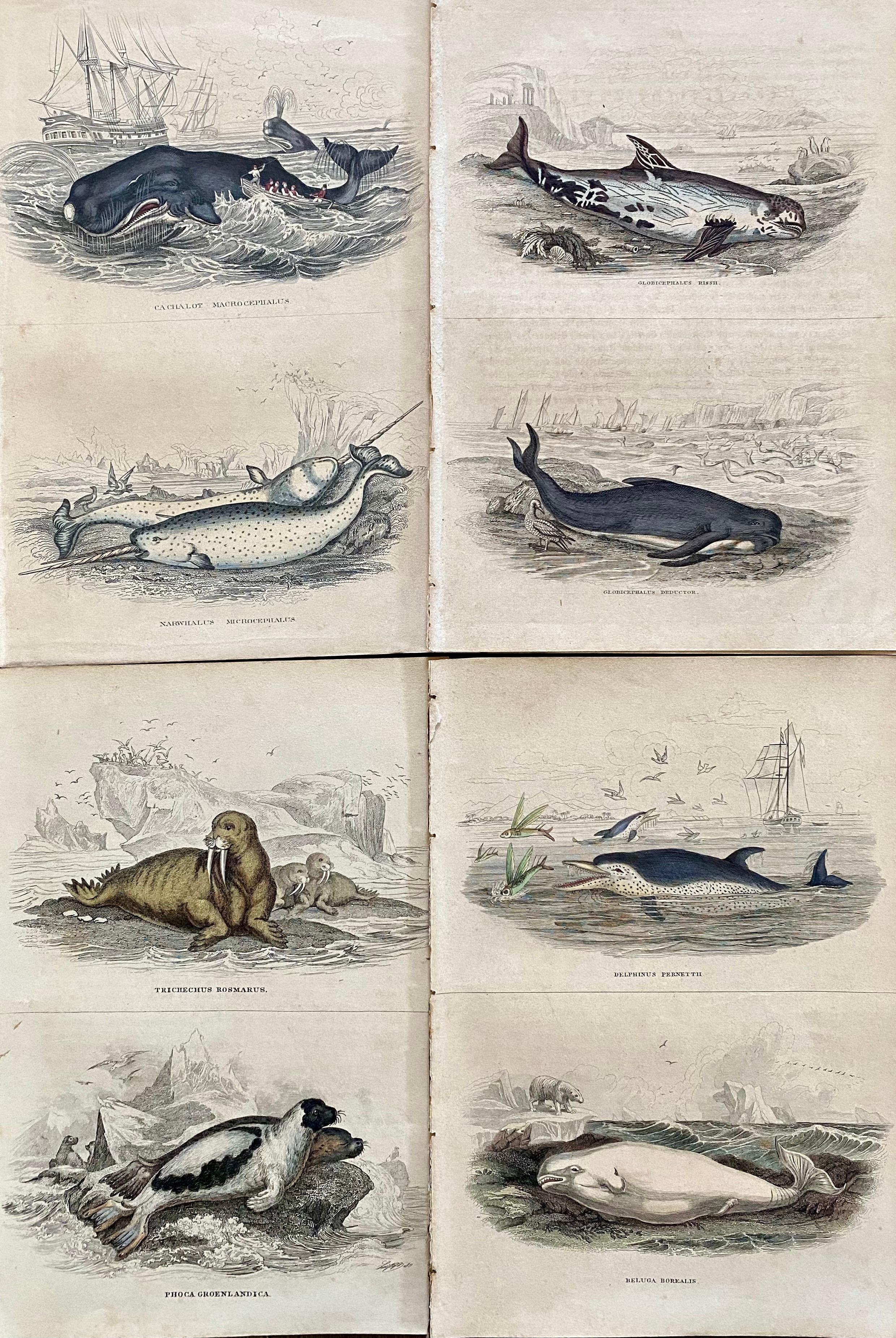 Whale Walrus Dolphin Seal Antique Hand Coloured Print - Marine Arctic Canada