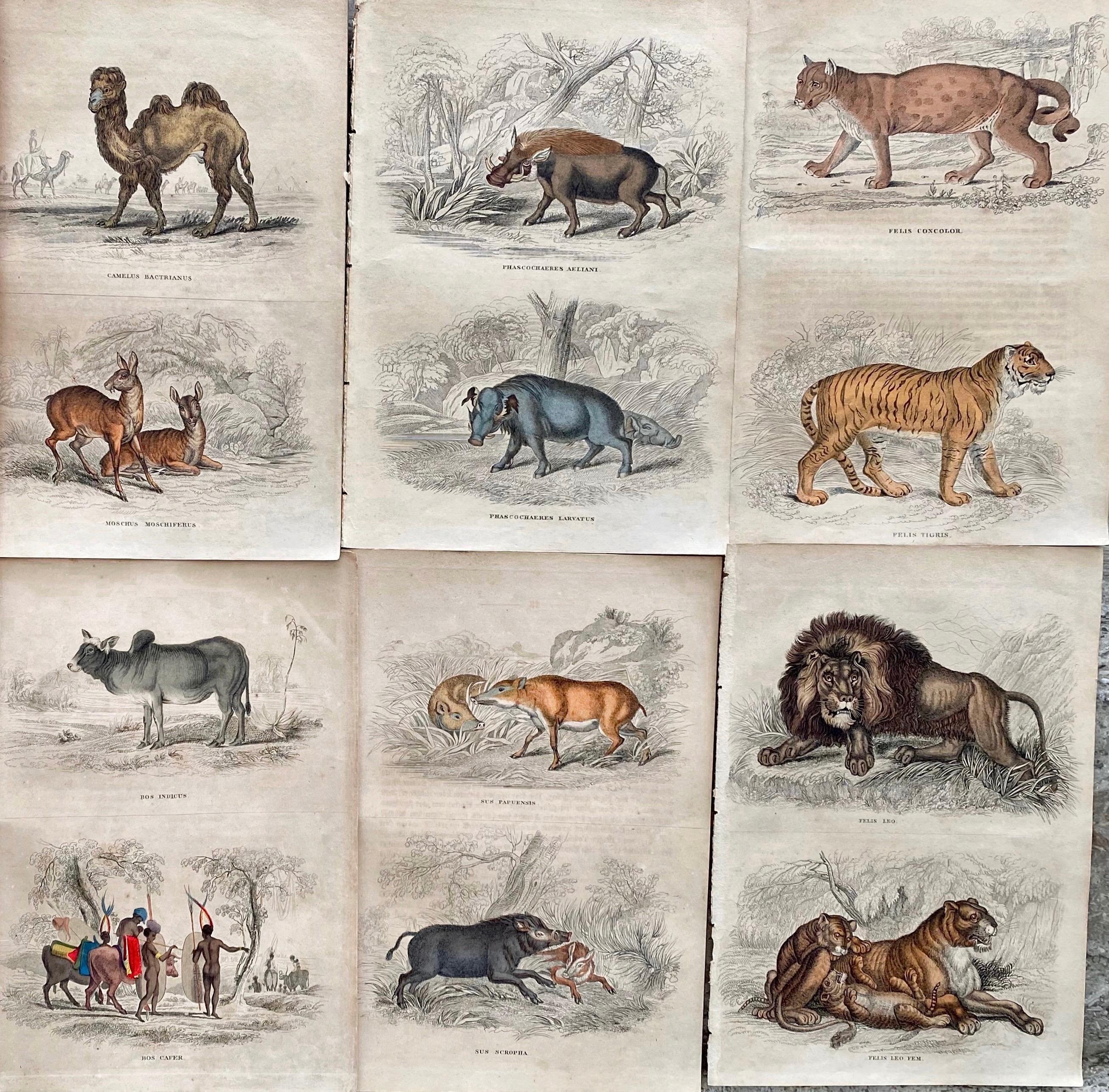 Sir William Jardine, 7th Baronet (after) Landscape Print - Exotic Animals Antique Hand Coloured Print - Africa Lion Camel Tiger