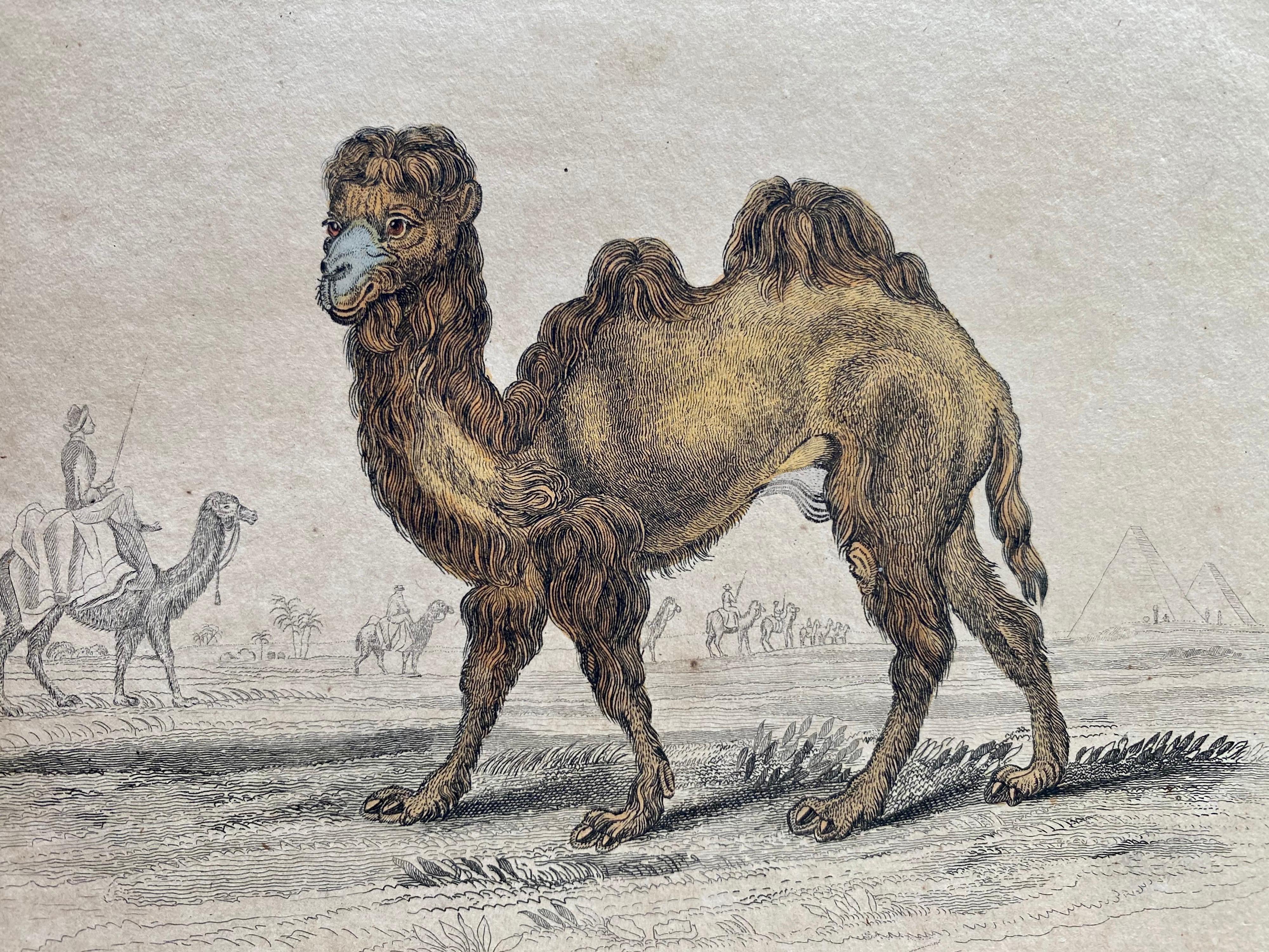 Exotic Animals Antique Hand Coloured Print - Africa Lion Camel Tiger - Beige Landscape Print by Sir William Jardine, 7th Baronet (after)