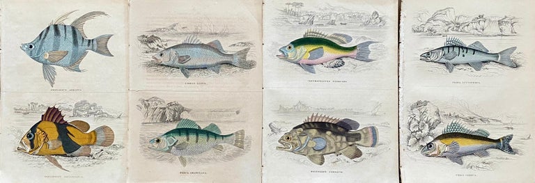 Set of Exotic Fish Antique Hand Coloured Print - Tropical Marine - Beige Landscape Print by Sir William Jardine, 7th Baronet (after)