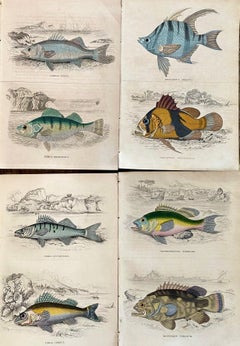 Set of Exotic Fish Antique Hand Coloured Print - Tropical Marine