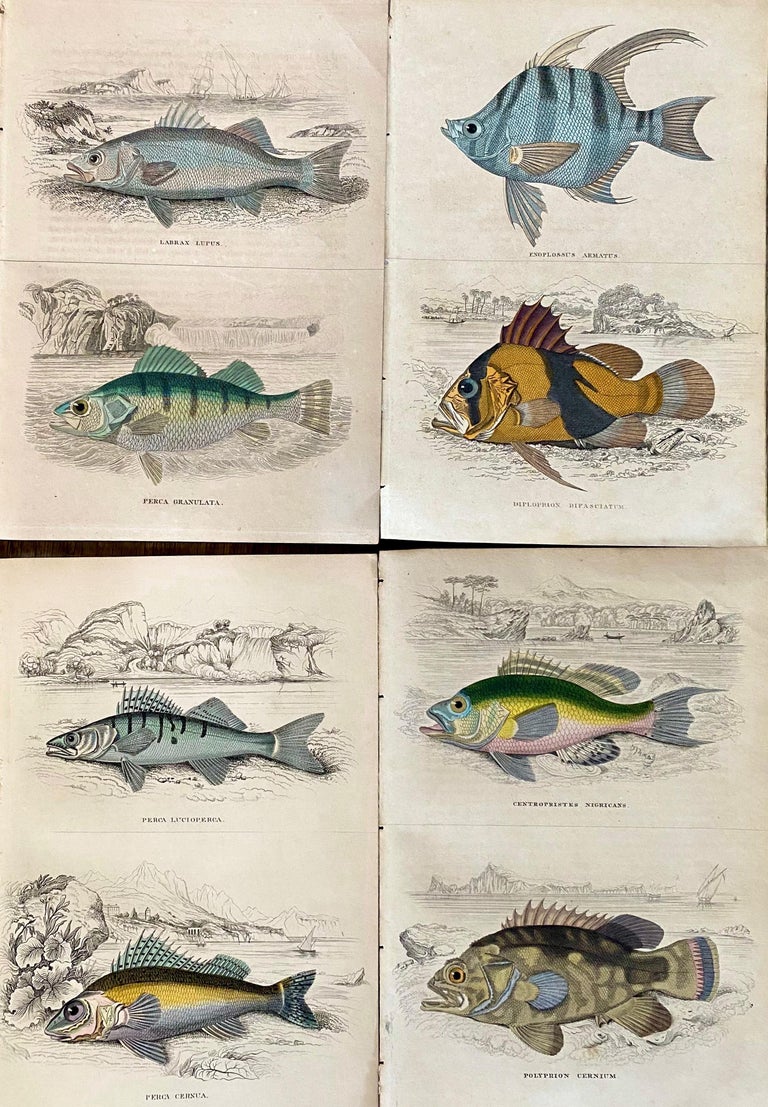 Sir William Jardine, 7th Baronet (after) Landscape Print - Set of Exotic Fish Antique Hand Coloured Print - Tropical Marine