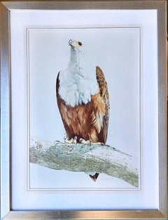 Grande aquarelle naturaliste d'un aigle de poisson - Oiseau grandeur nature d'Afrique du Sud