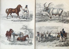 Hungarian Horses Country Side Hand Coloured Print - Hungary Horse Cow Genre