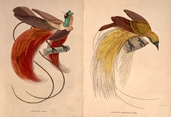 1840 Bird of Paradise Pair of Antique Hand Coloured Print - Birds tropical 