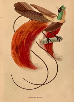 1840 Bird of Paradise Pair of Antique Hand Coloured Print - Birds tropical