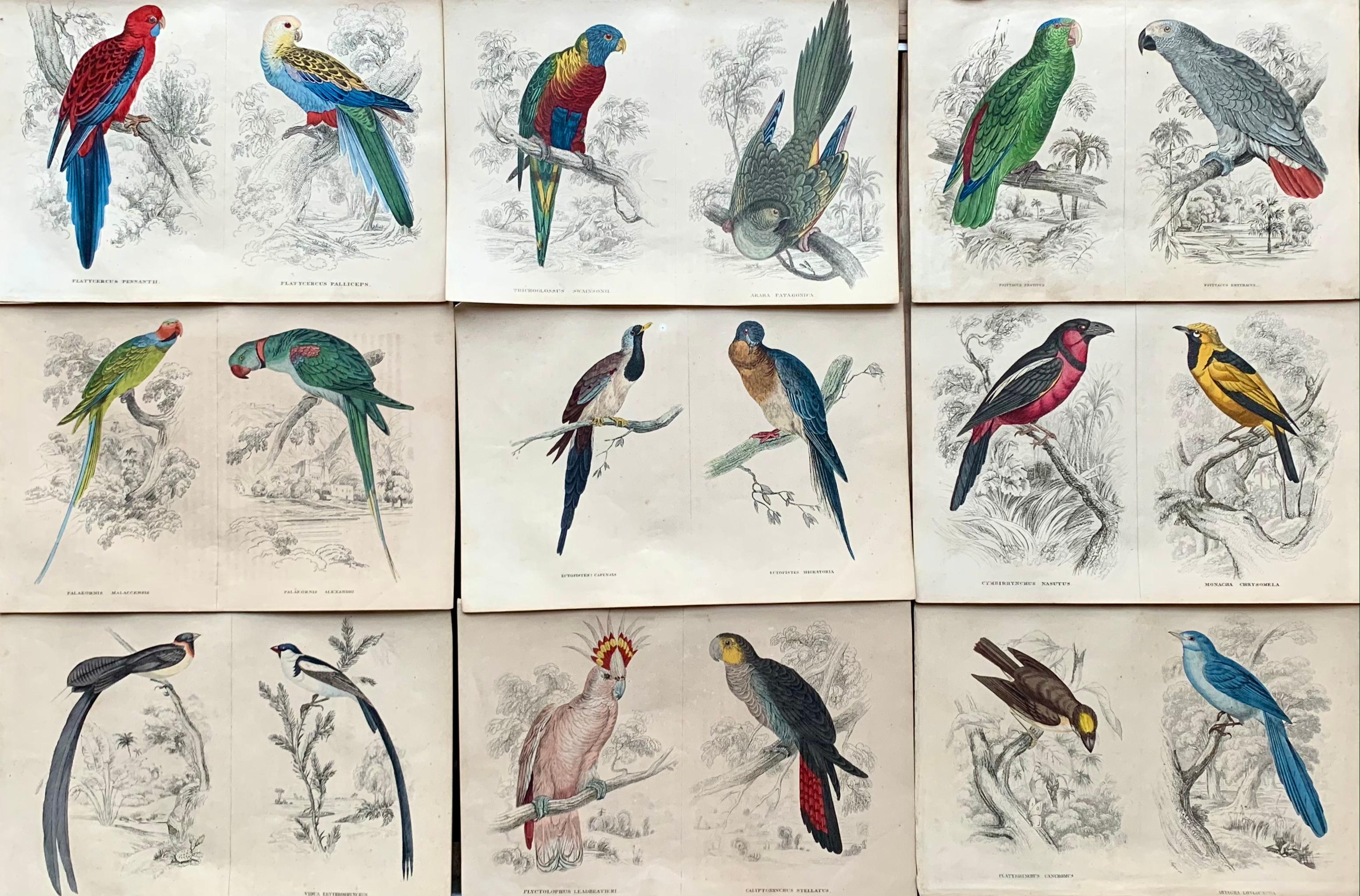 Sir William Jardine, 7th Baronet (after) Animal Print - Antique Prints Rare Exotic Birds - Ara Parrot Cockatoo - Tropical Colourful Set