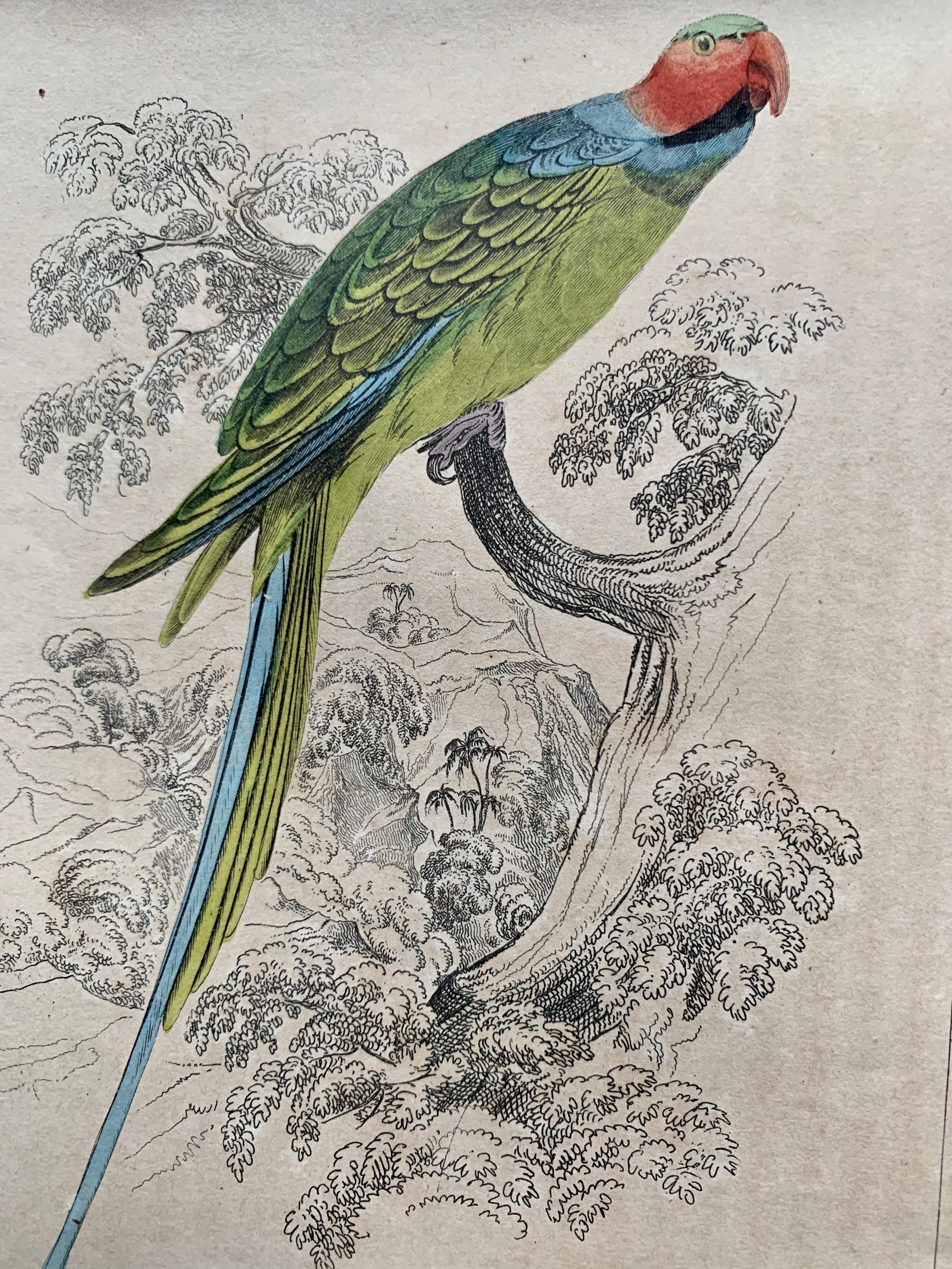 Antique Prints Rare Exotic Birds - Ara Parrot Cockatoo - Tropical Colourful Set 1