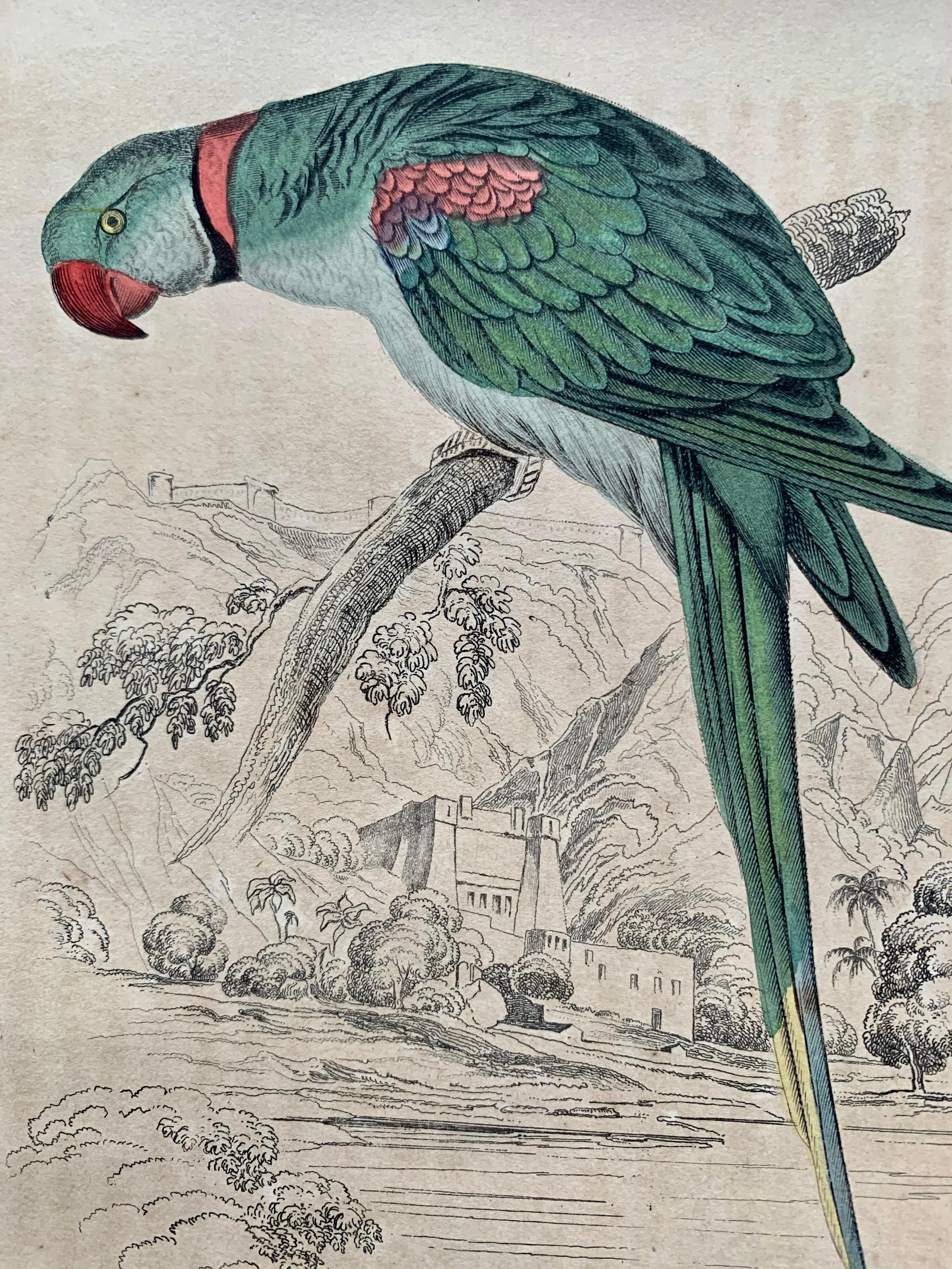 Antique Prints Rare Exotic Birds - Ara Parrot Cockatoo - Tropical Colourful Set 2