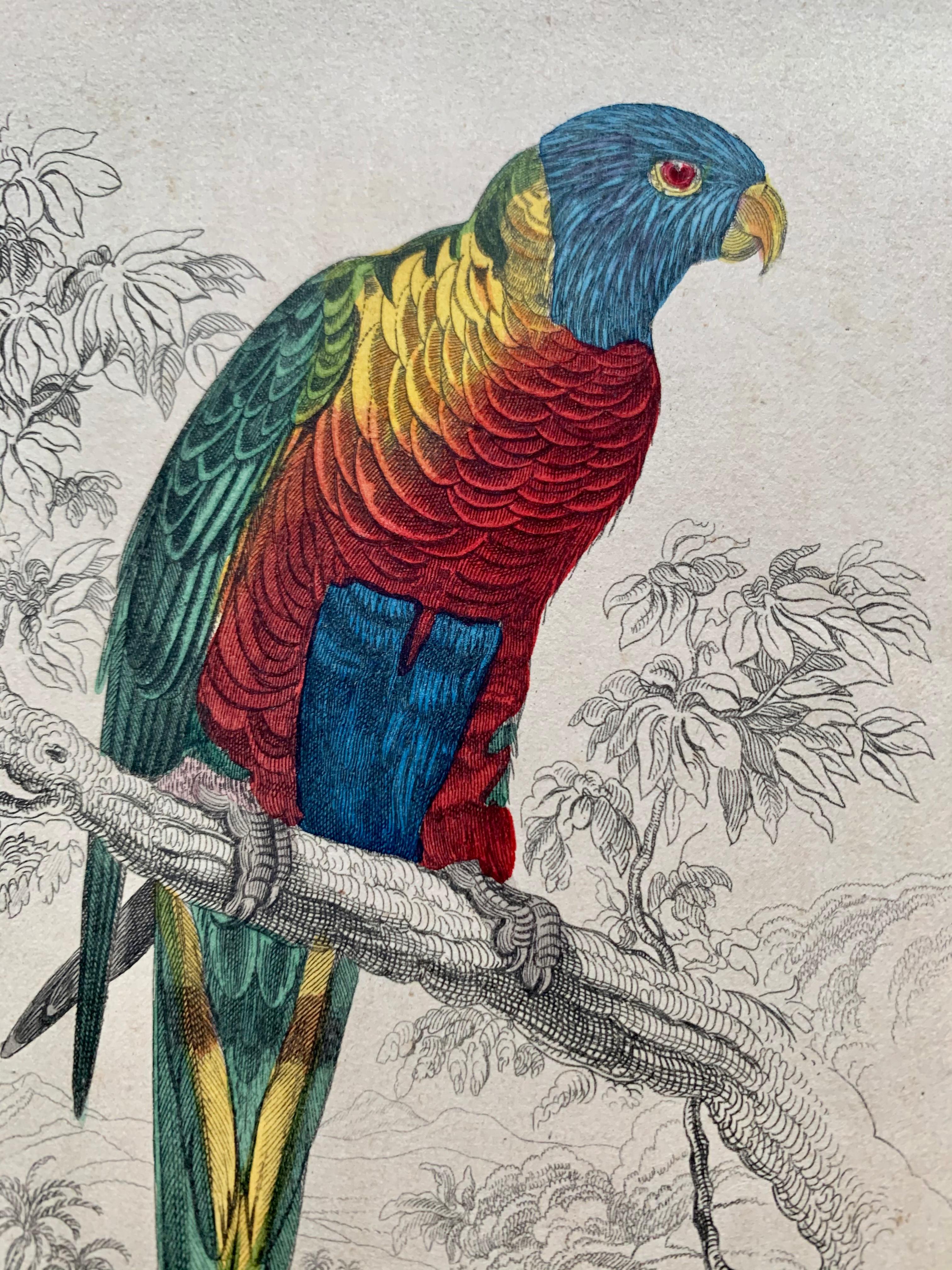 Antique Prints Rare Exotic Birds - Ara Parrot Cockatoo - Tropical Colourful Set 4