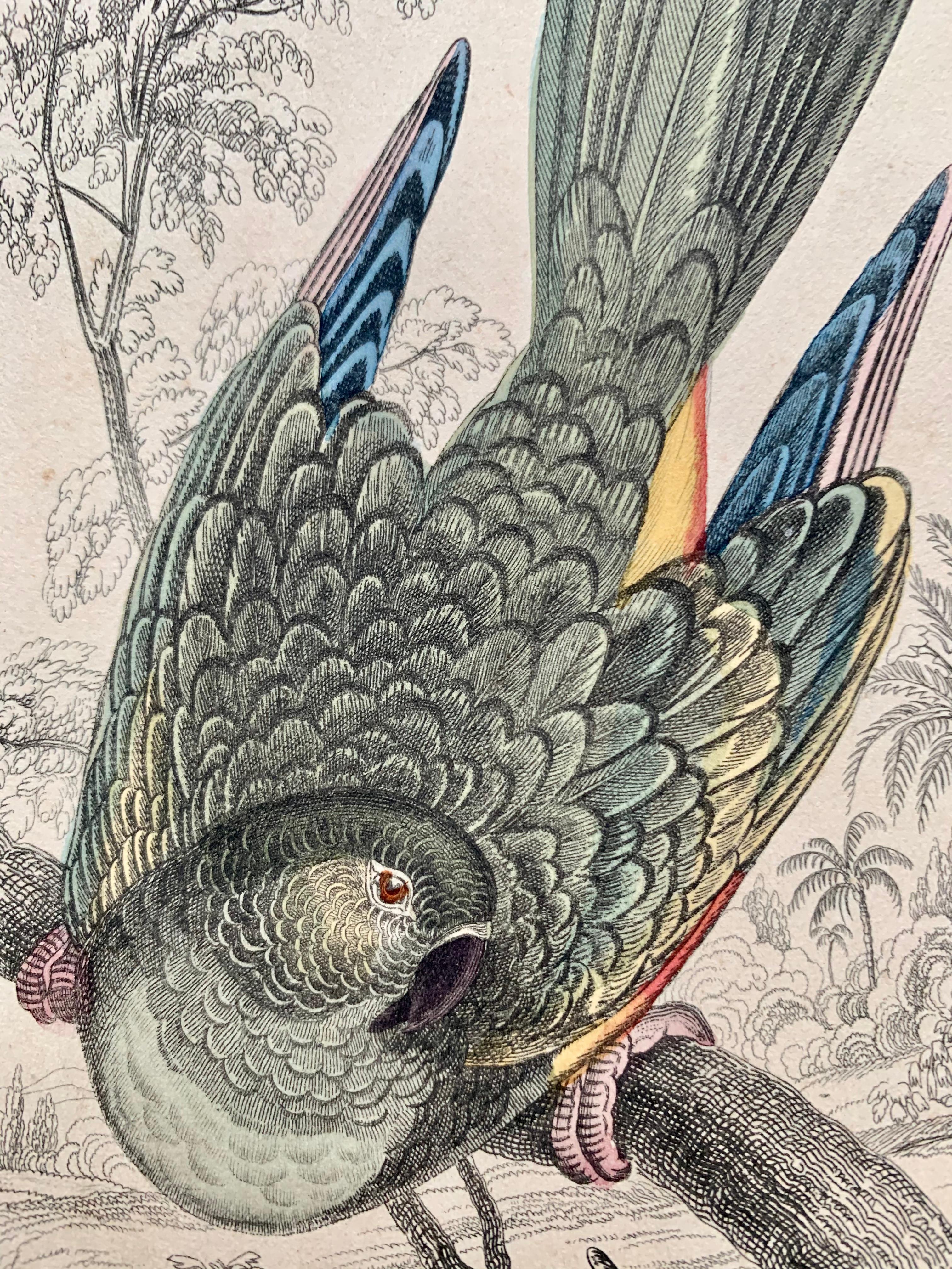 Antique Prints Rare Exotic Birds - Ara Parrot Cockatoo - Tropical Colourful Set 5