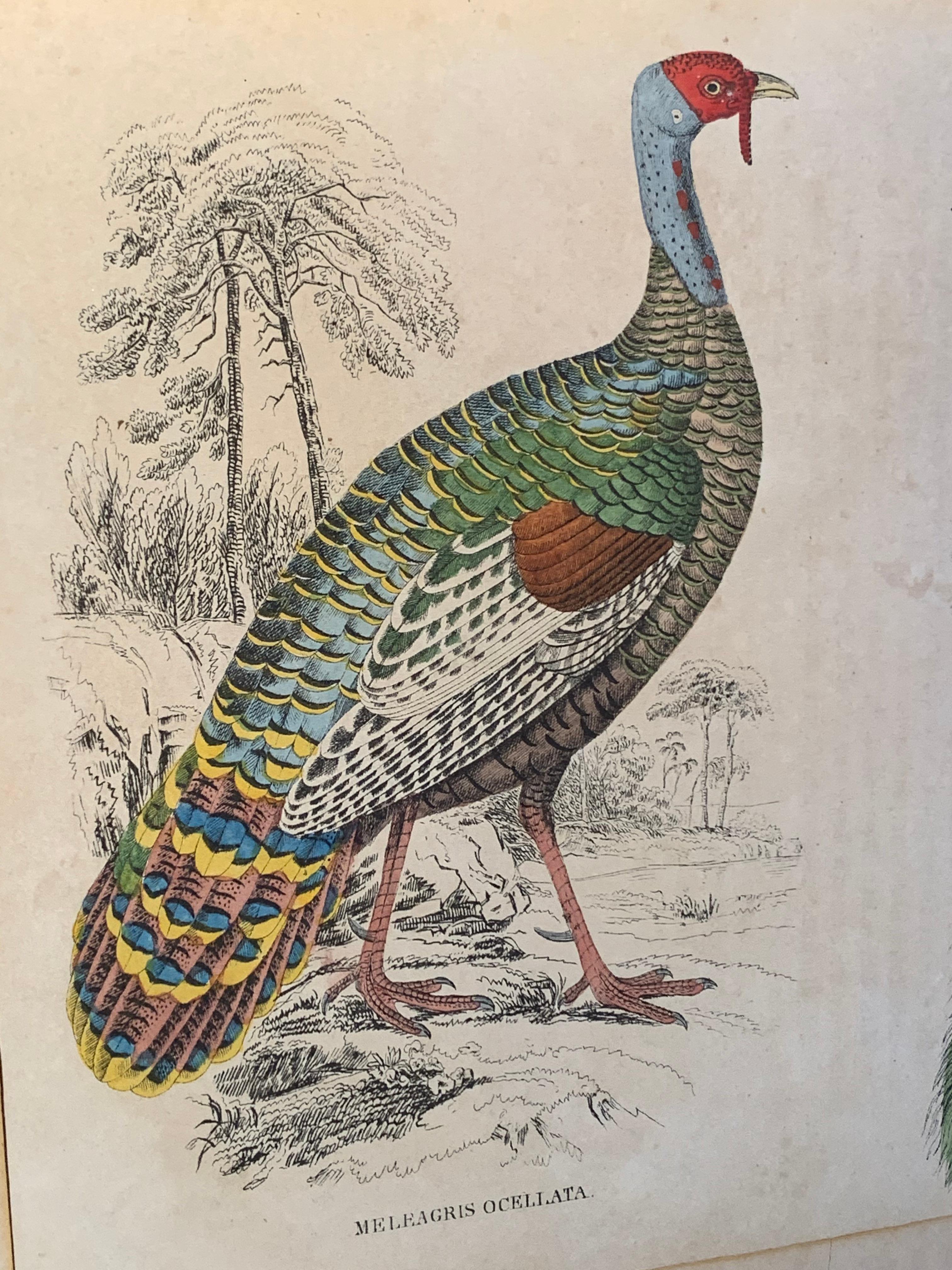 Antique Prints of Rare Exotic Game Birds - Peacock Pheasant Rooster Gamebirds 3