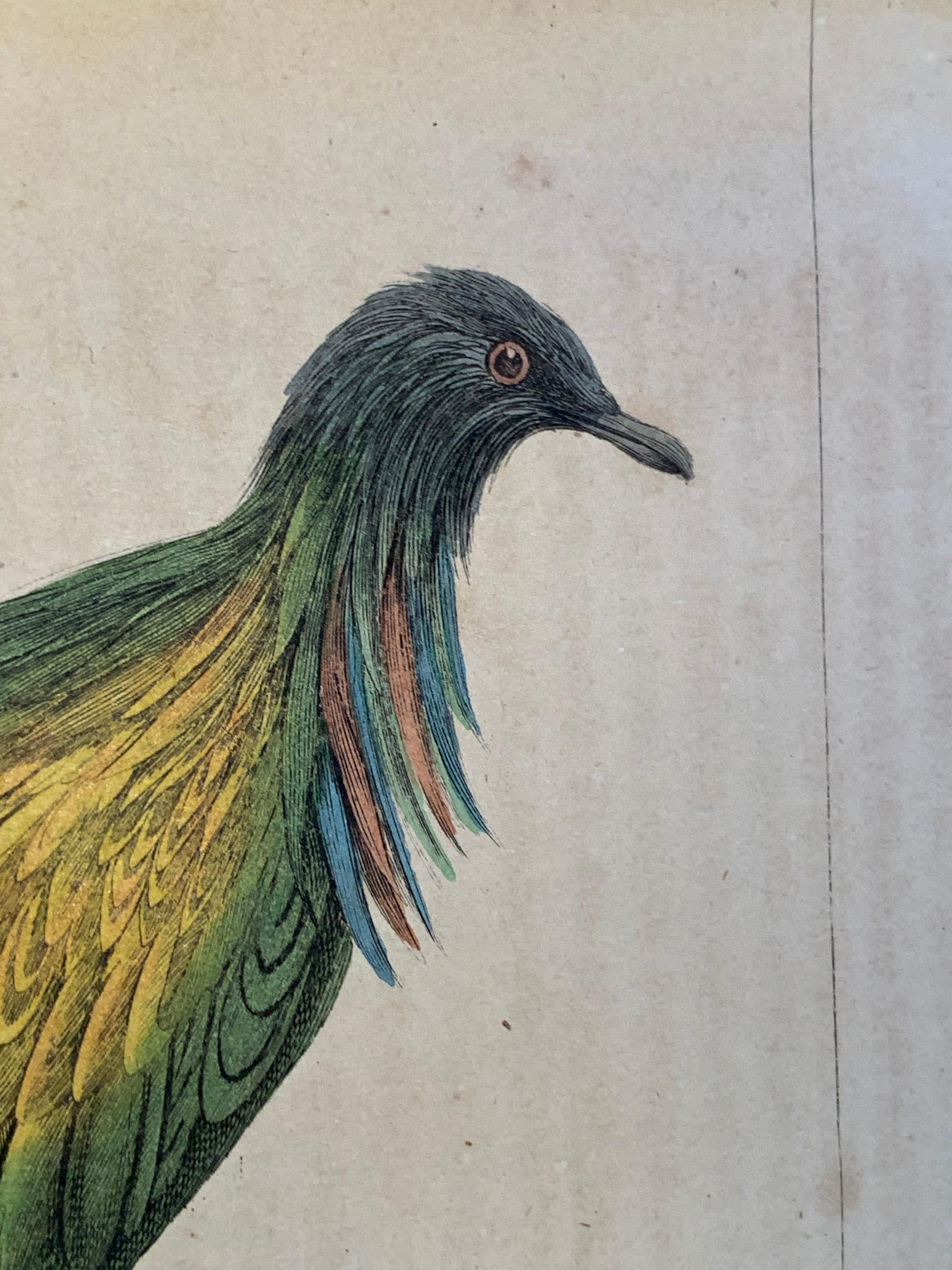 Set of 24 hand colored prints (12 sheets) of rare & colourful birds. Published in 1840 based on the work of Scottish naturalist, Sir William Jardine, 7th Baronet. 

Depicting amongst others a: Peacock, Great Argus, Pheasant, Nicobar Ground Pigeon,
