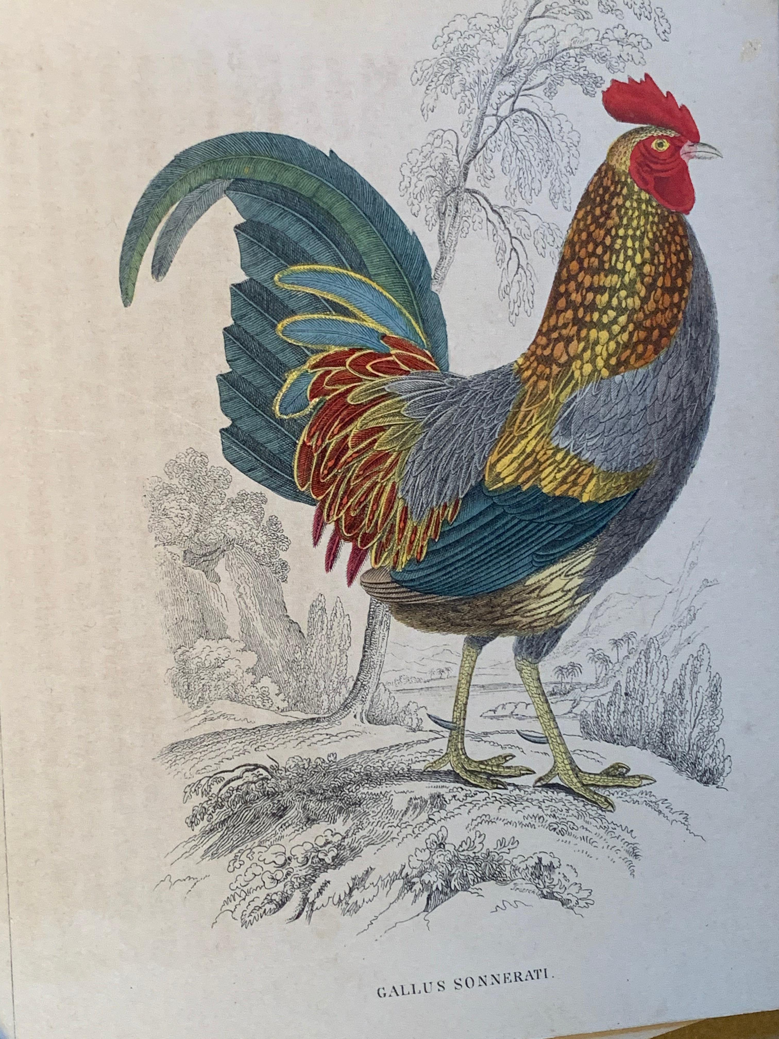 Antique Prints of Rare Exotic Game Birds - Peacock Pheasant Rooster Gamebirds 2