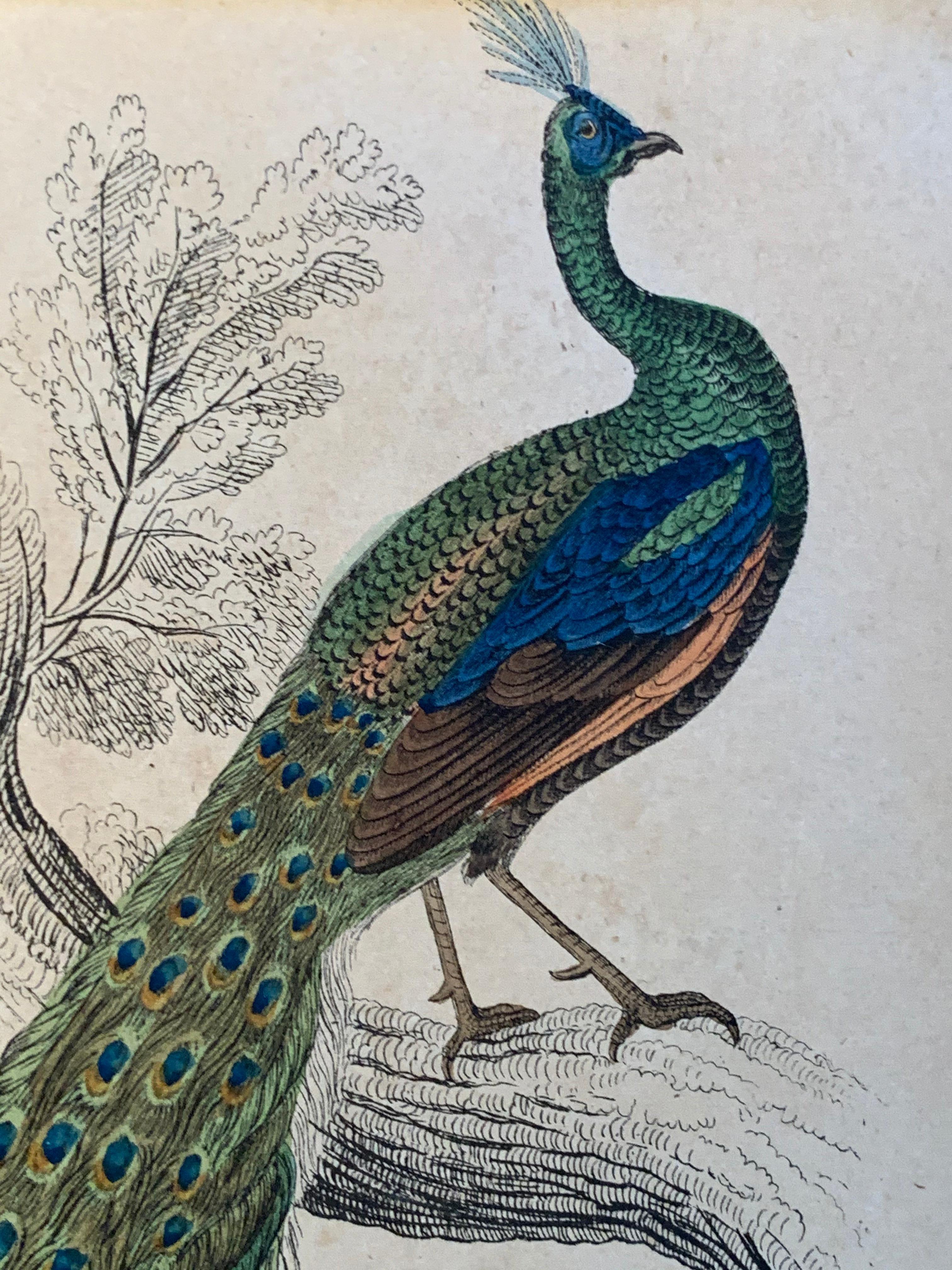 Antique Prints of Rare Exotic Game Birds - Peacock Pheasant Rooster Gamebirds - Painting by Sir William Jardine, 7th Baronet (after)