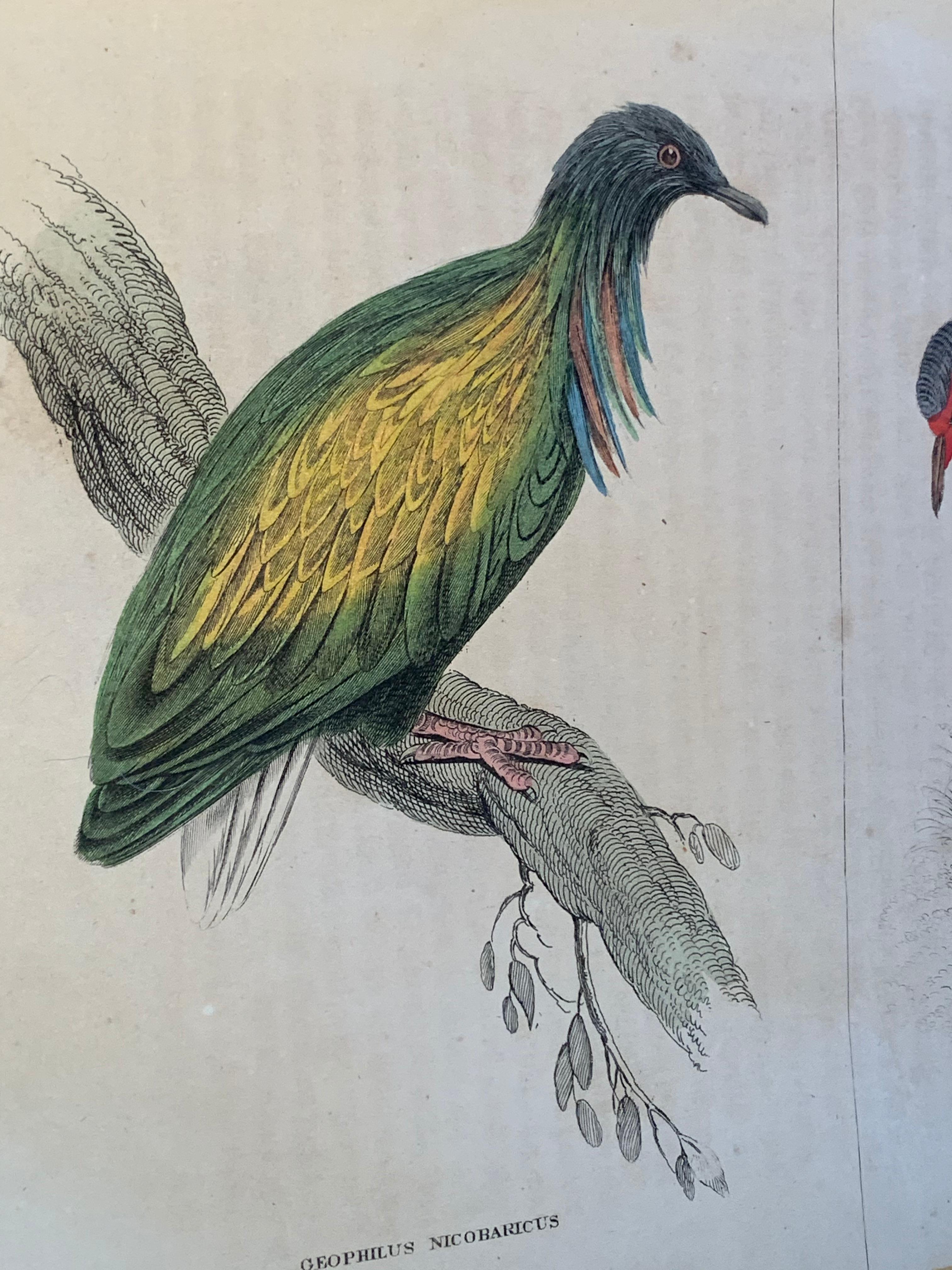 Antique Prints of Rare Exotic Game Birds - Peacock Pheasant Rooster Gamebirds - Beige Animal Painting by Sir William Jardine, 7th Baronet (after)
