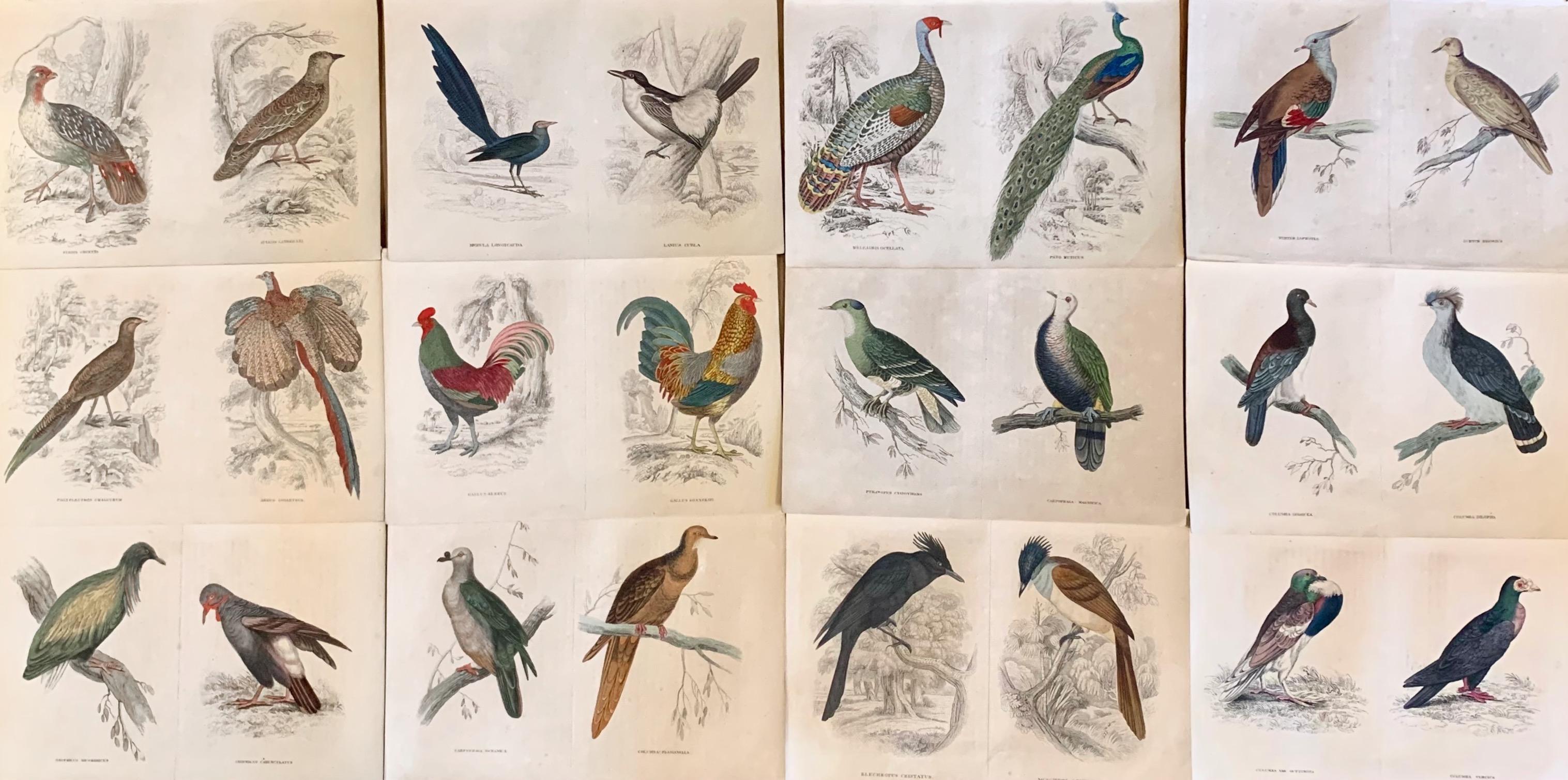 Sir William Jardine, 7th Baronet (after) Animal Painting - Antique Prints of Rare Exotic Game Birds - Peacock Pheasant Rooster Gamebirds