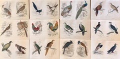 Antique Prints of Rare Exotic Game Birds - Peacock Pheasant Rooster Gamebirds