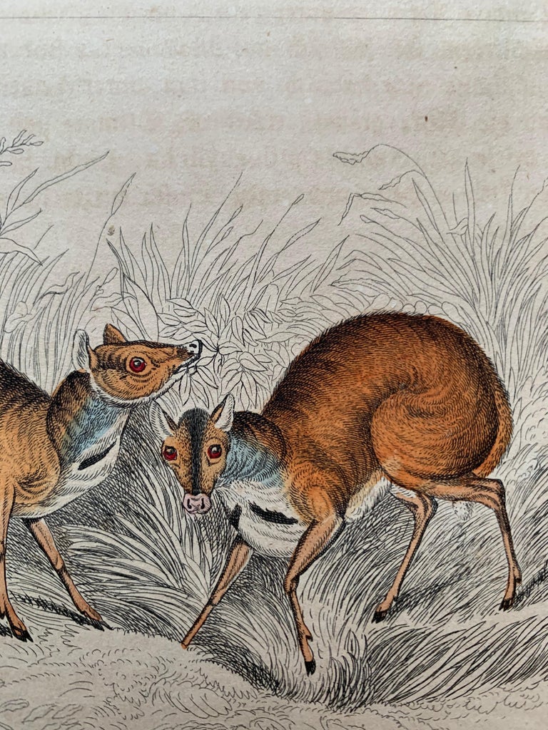 Sir William Jardine, 7th (after) Antique Prints of Rare Deers