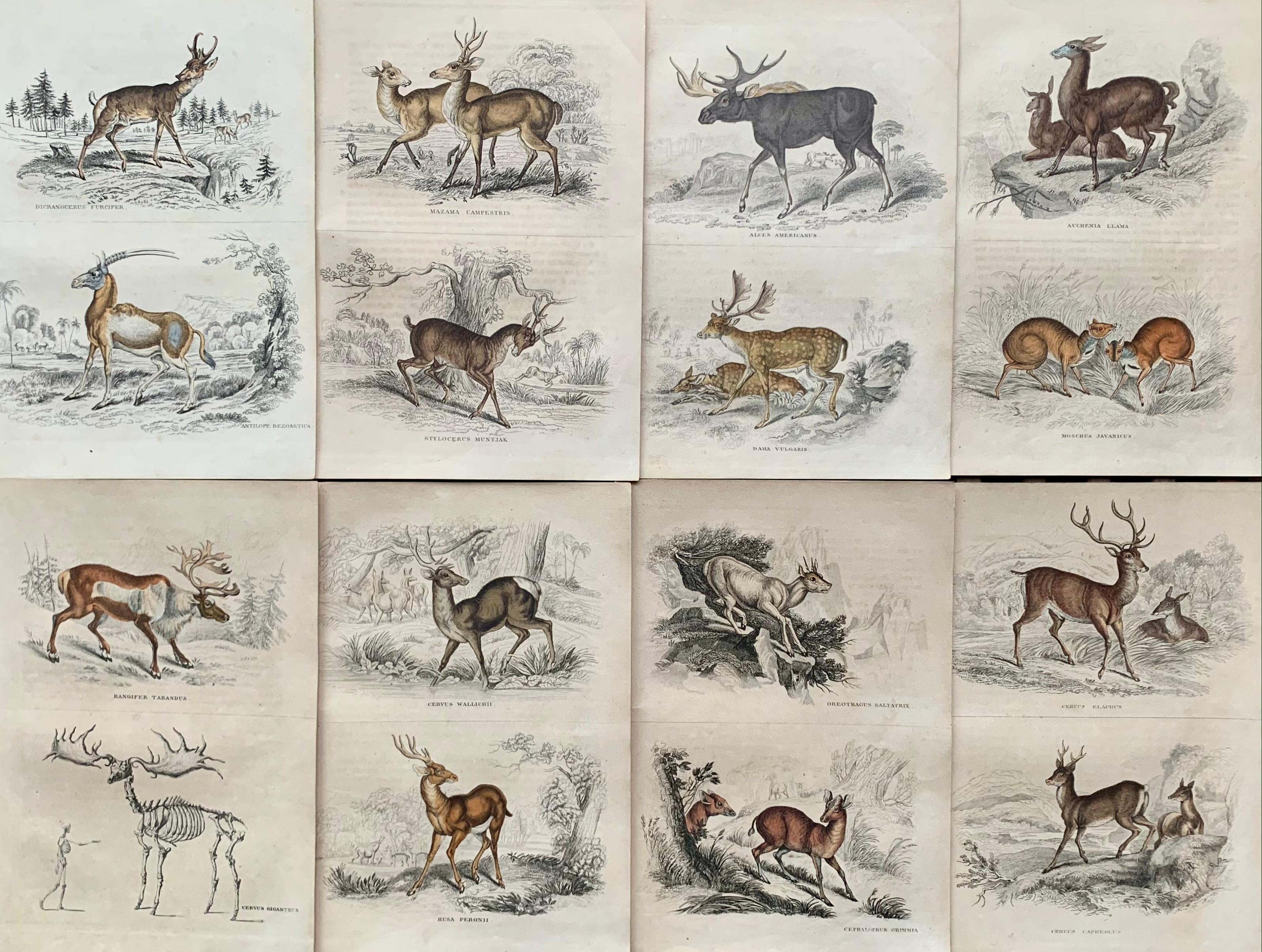 Sir William Jardine, 7th Baronet (after) Animal Print - Antique Prints of Rare Deers - Doe Stag Muntjac Deer Moose Hunt - Set Lama