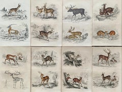 Antique Prints of Rare Deers - Doe Stag Muntjac Deer Moose Hunt - Set Lama