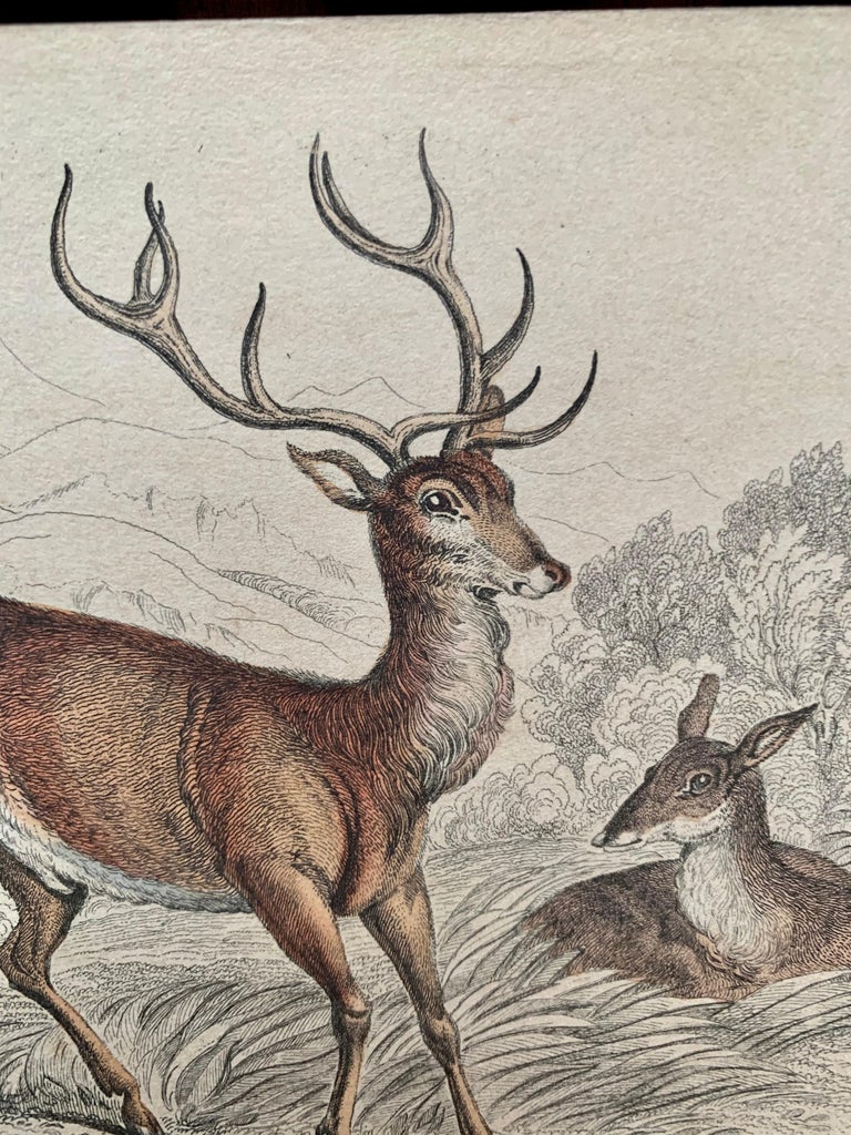 Sir William Jardine, 7th (after) Antique Prints of Rare Deers