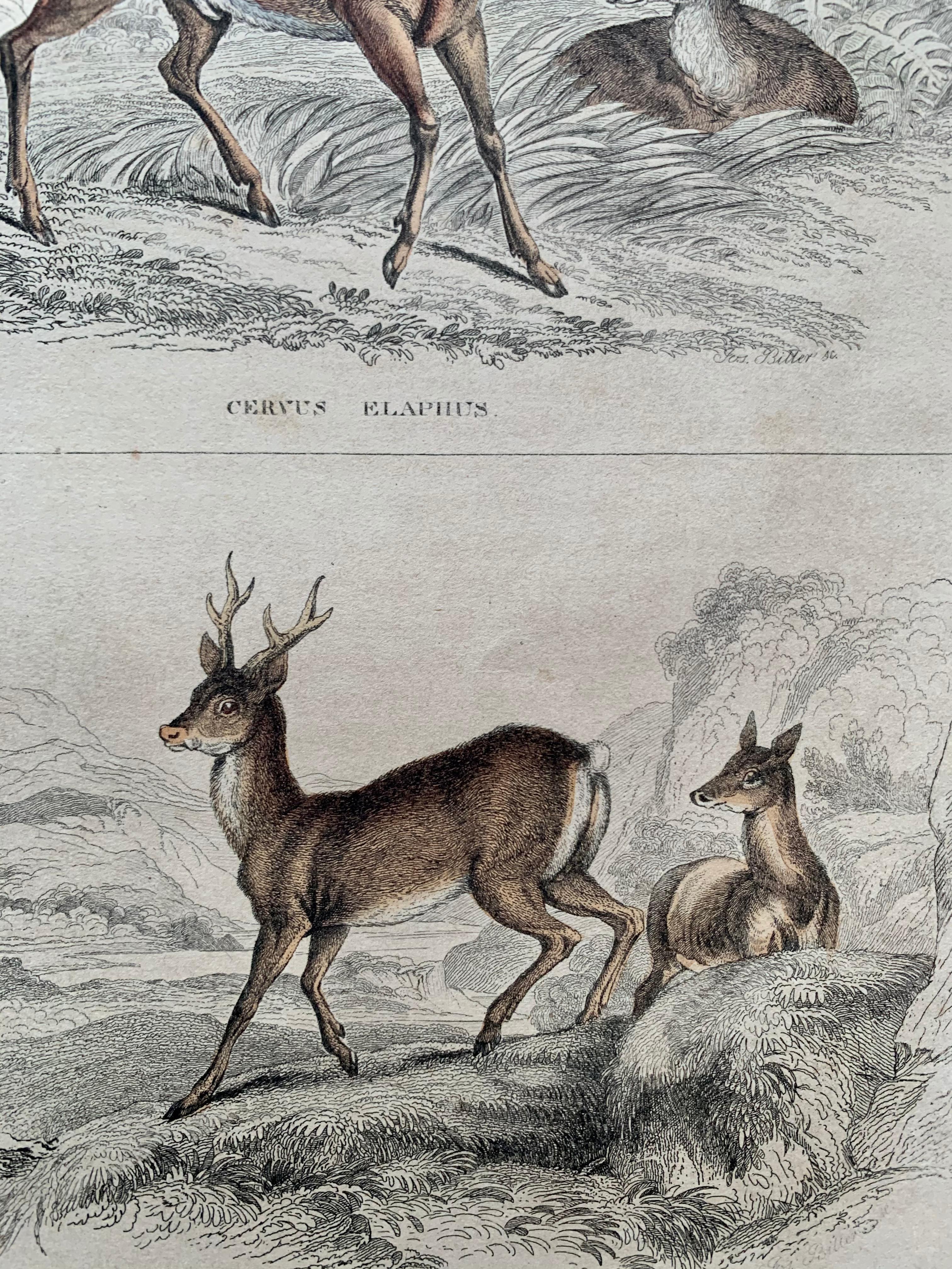 Antique Prints of Rare Deers - Doe Stag Muntjac Deer Moose Hunt - Set Lama 1