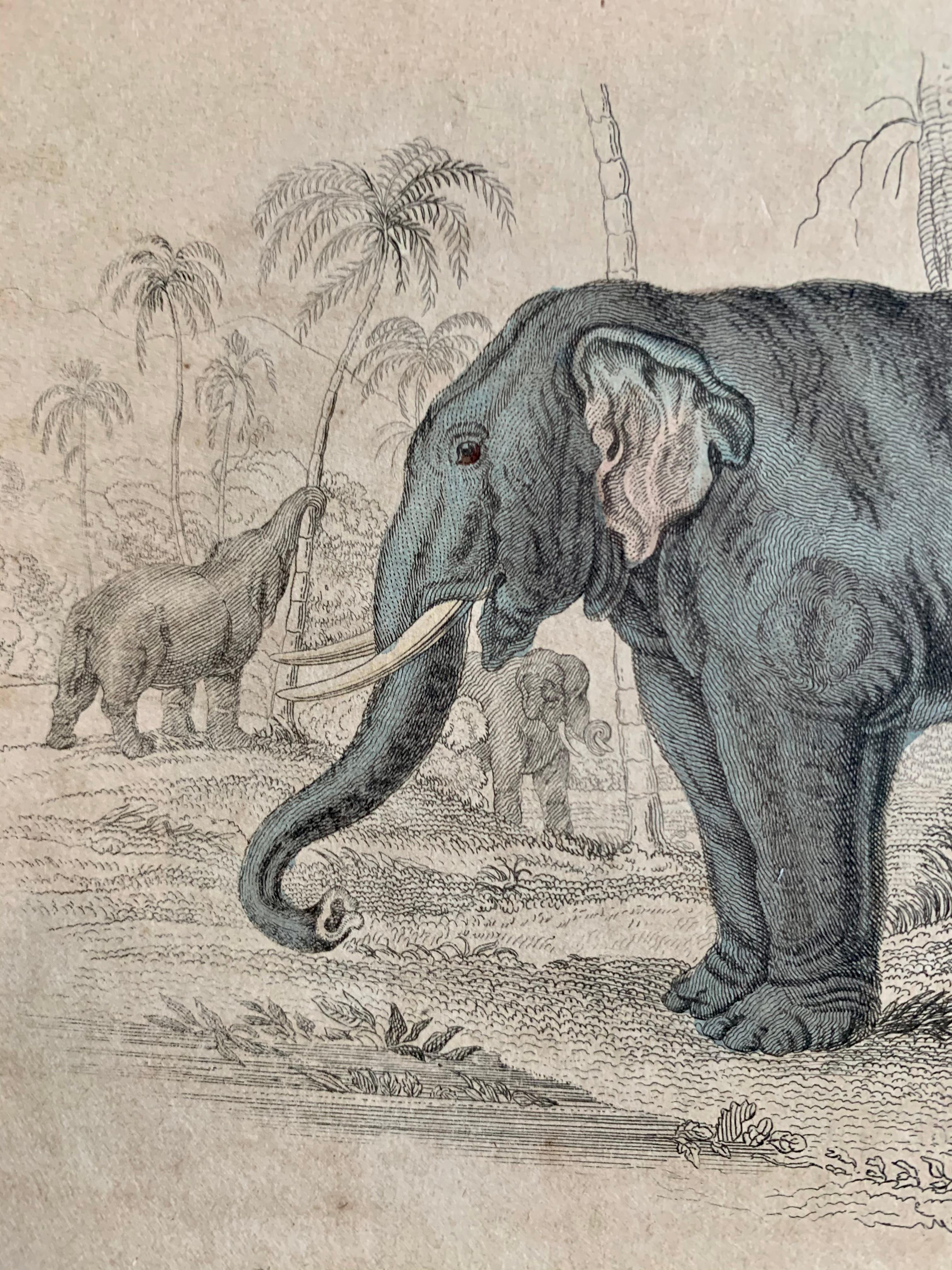 Hand colored print depicting Elephants in the Indian jungle published in 1840 based on the work of Scottish naturalist, Sir William Jardine, 7th Baronet.  

From 