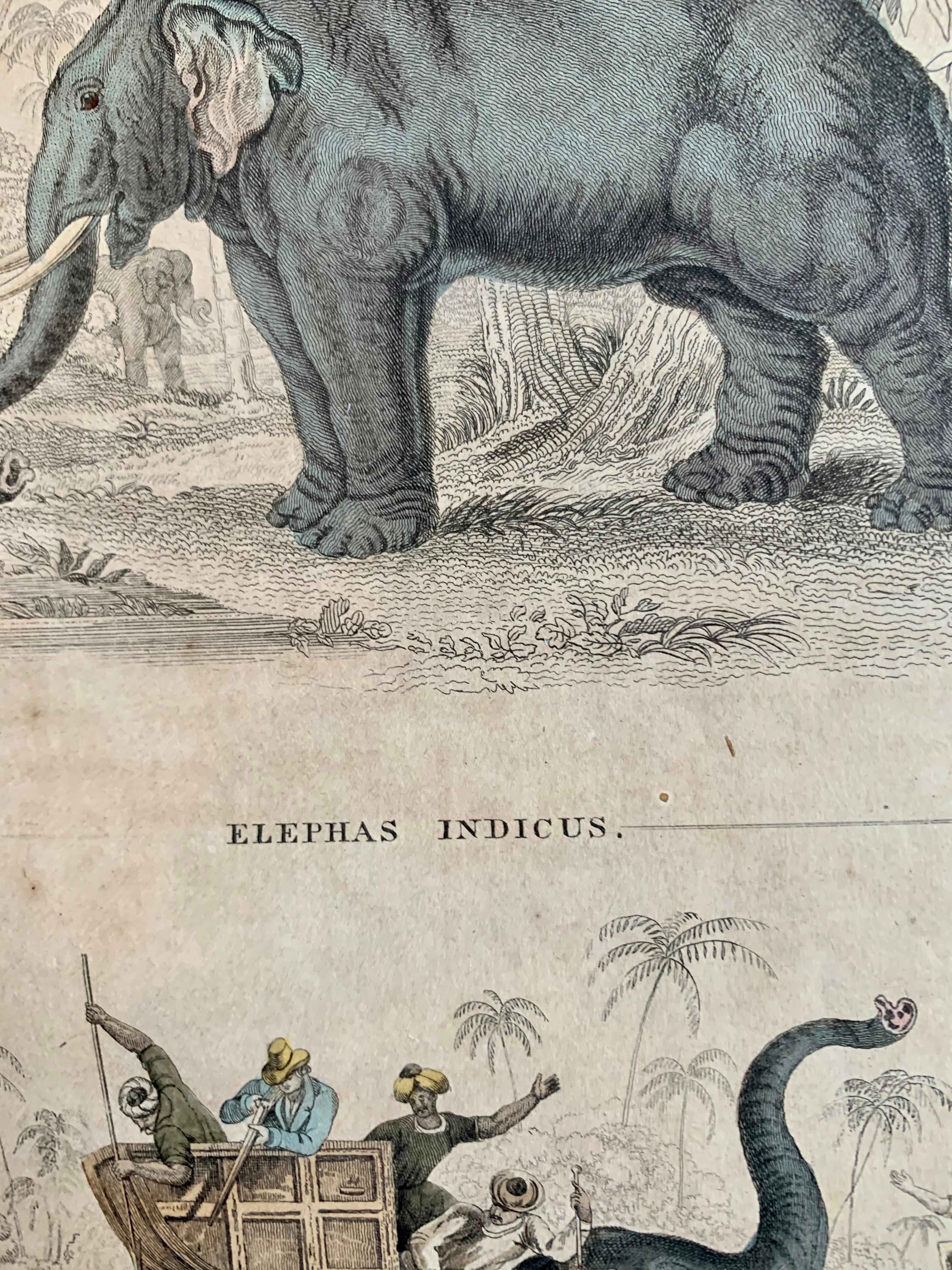 Elephant Antique Hand Coloured Print - India Asia Exotic 1