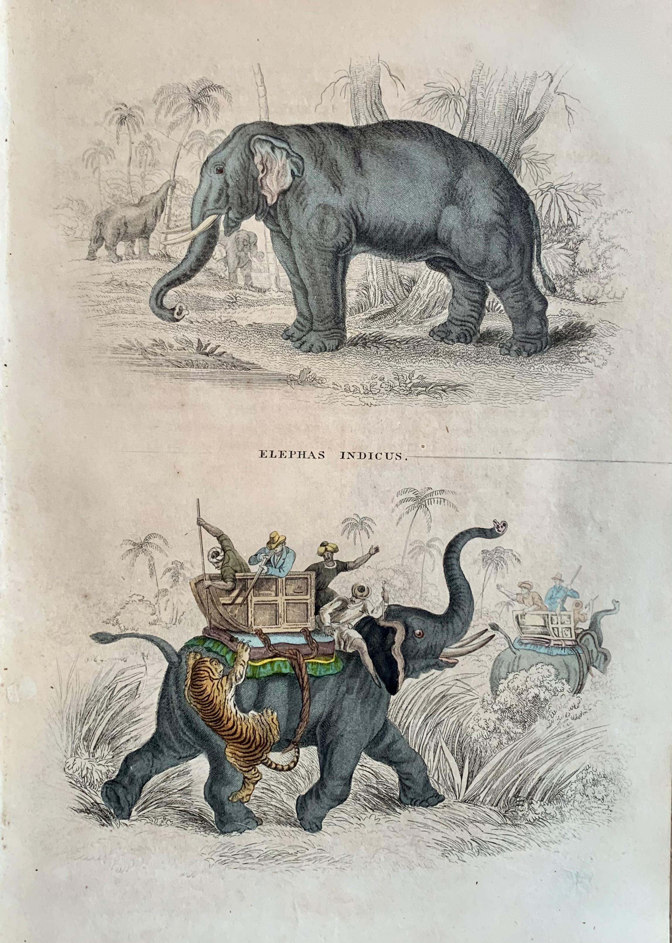 Sir William Jardine, 7th Baronet (after) Landscape Print - Elephant Antique Hand Coloured Print - India Asia Exotic