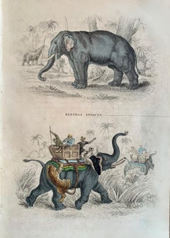 Elephant Antique Hand Coloured Print - India Asia Exotic