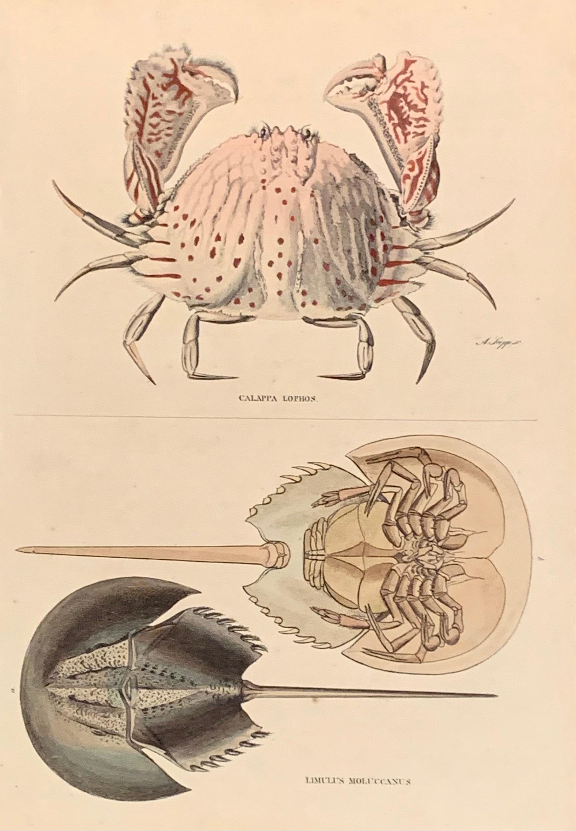 Sir William Jardine, 7th Baronet (after) Animal Print - Crab Antique Hand Coloured Print - Exotic Seafood Sea Horseshoe Reef