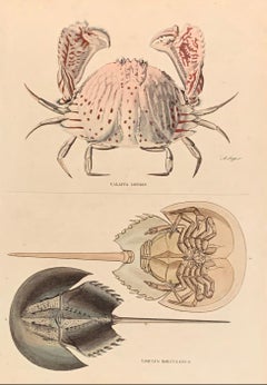 Crab Antique Hand Coloured Print - Exotic Seafood Sea Horseshoe Reef