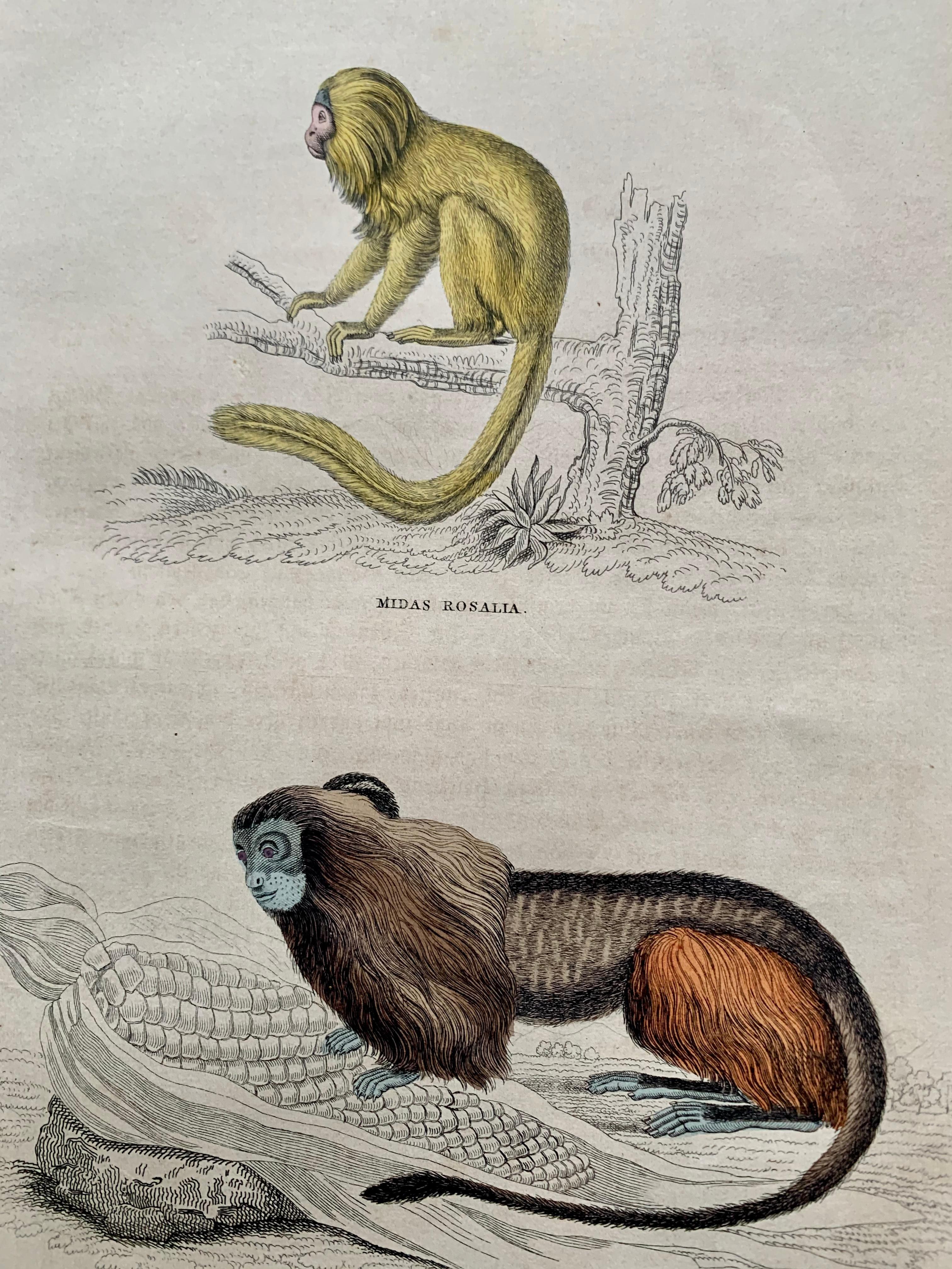 Antique Prints Rare Exotic Monkey - Baboon Chimpanzee Orangutan - Tropical Set - Painting by Sir William Jardine, 7th Baronet (after)