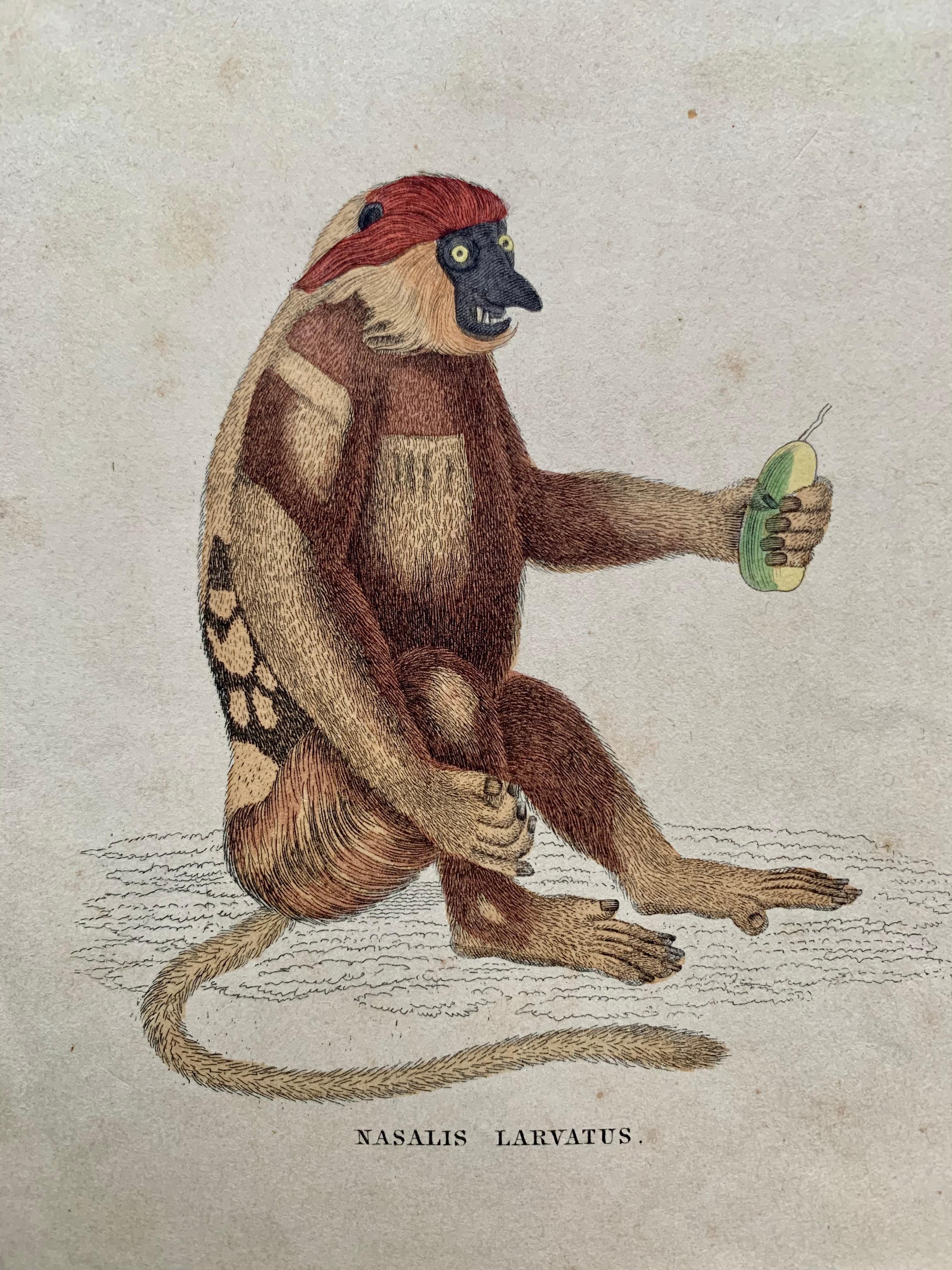Antique Prints Rare Exotic Monkey - Baboon Chimpanzee Orangutan - Tropical Set - Old Masters Painting by Sir William Jardine, 7th Baronet (after)