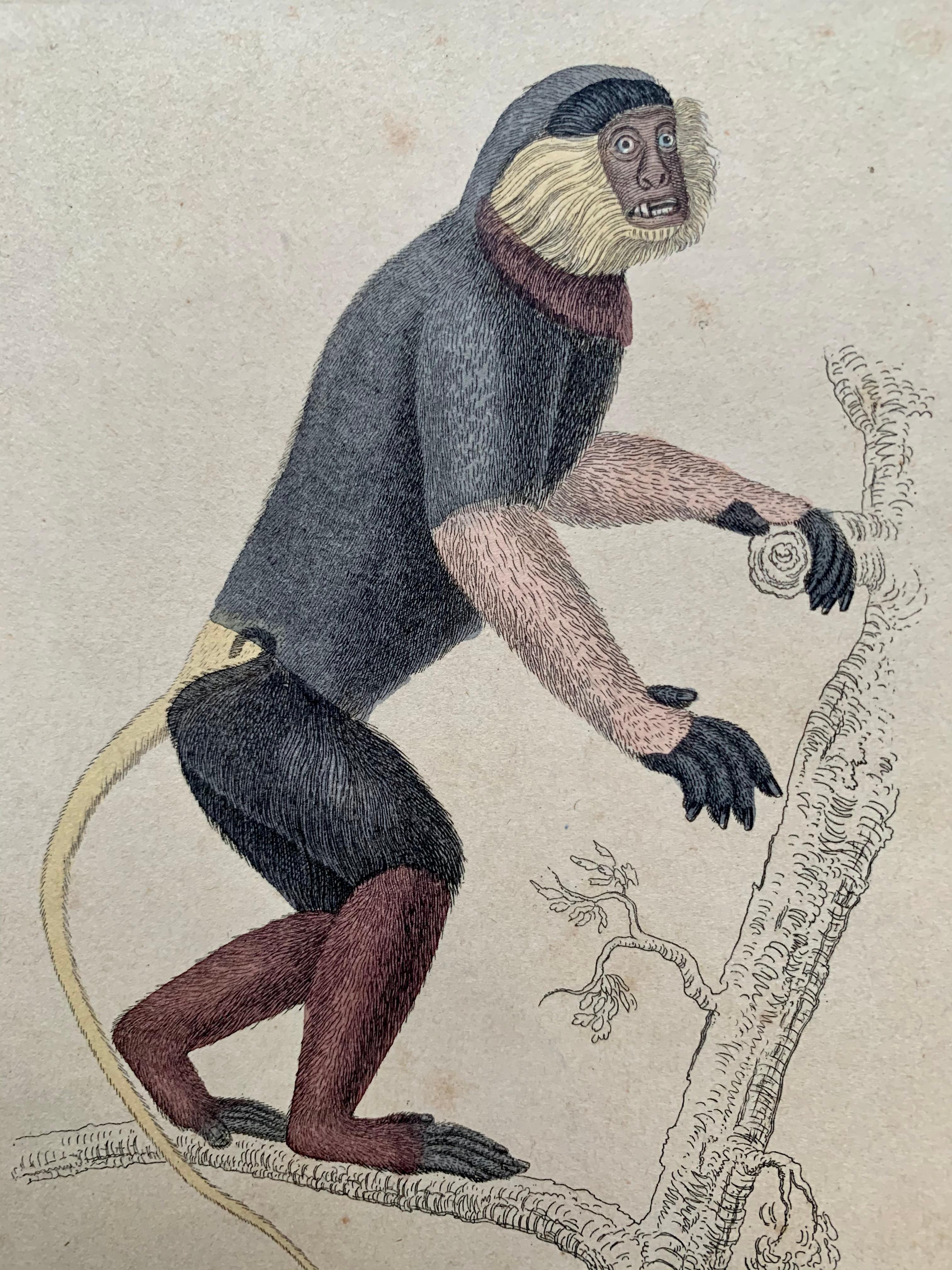 Antique Prints Rare Exotic Monkey - Baboon Chimpanzee Orangutan - Tropical Set - Beige Animal Painting by Sir William Jardine, 7th Baronet (after)