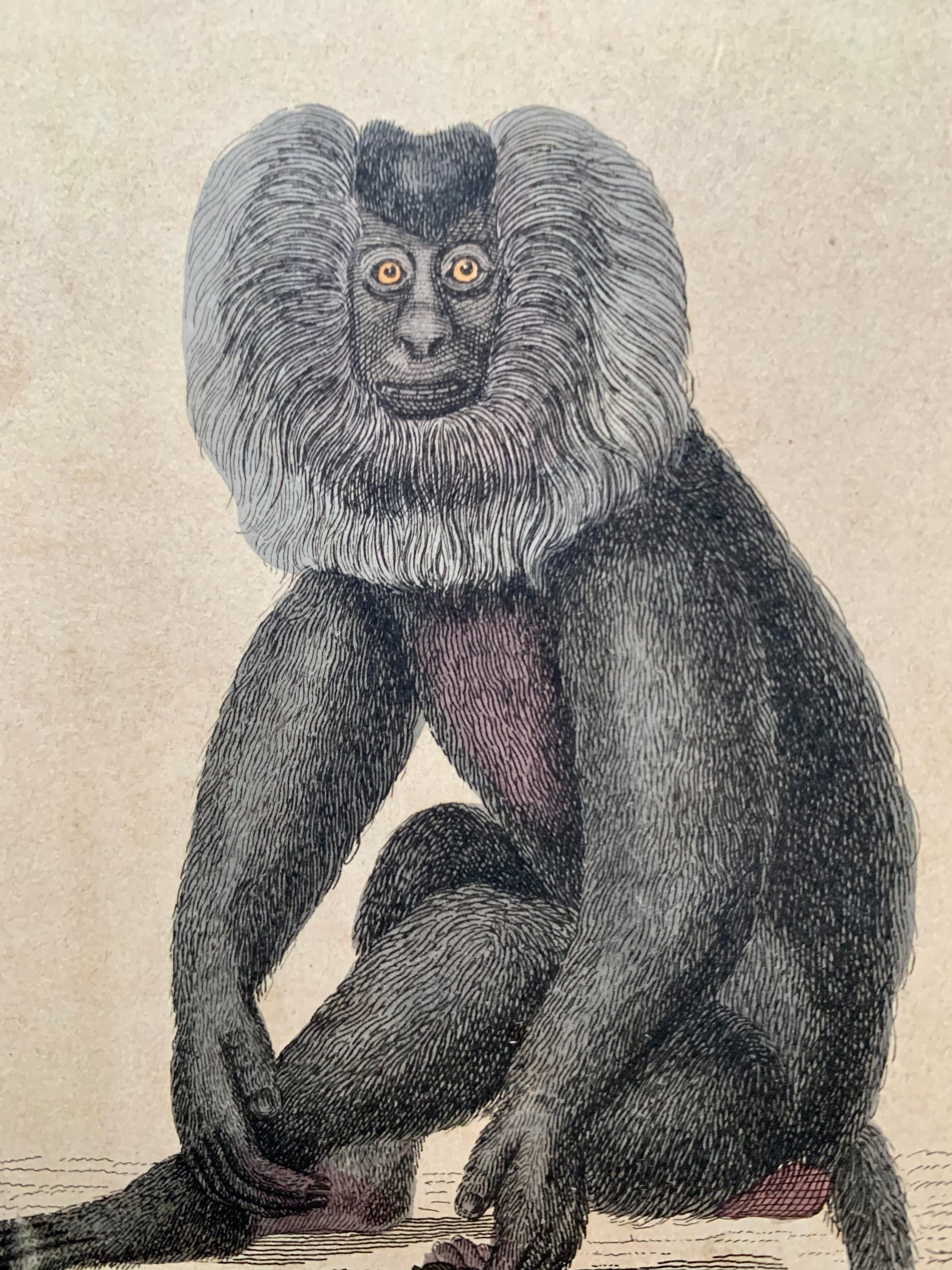 Antique Prints Rare Exotic Monkey - Baboon Chimpanzee Orangutan - Tropical Set 1
