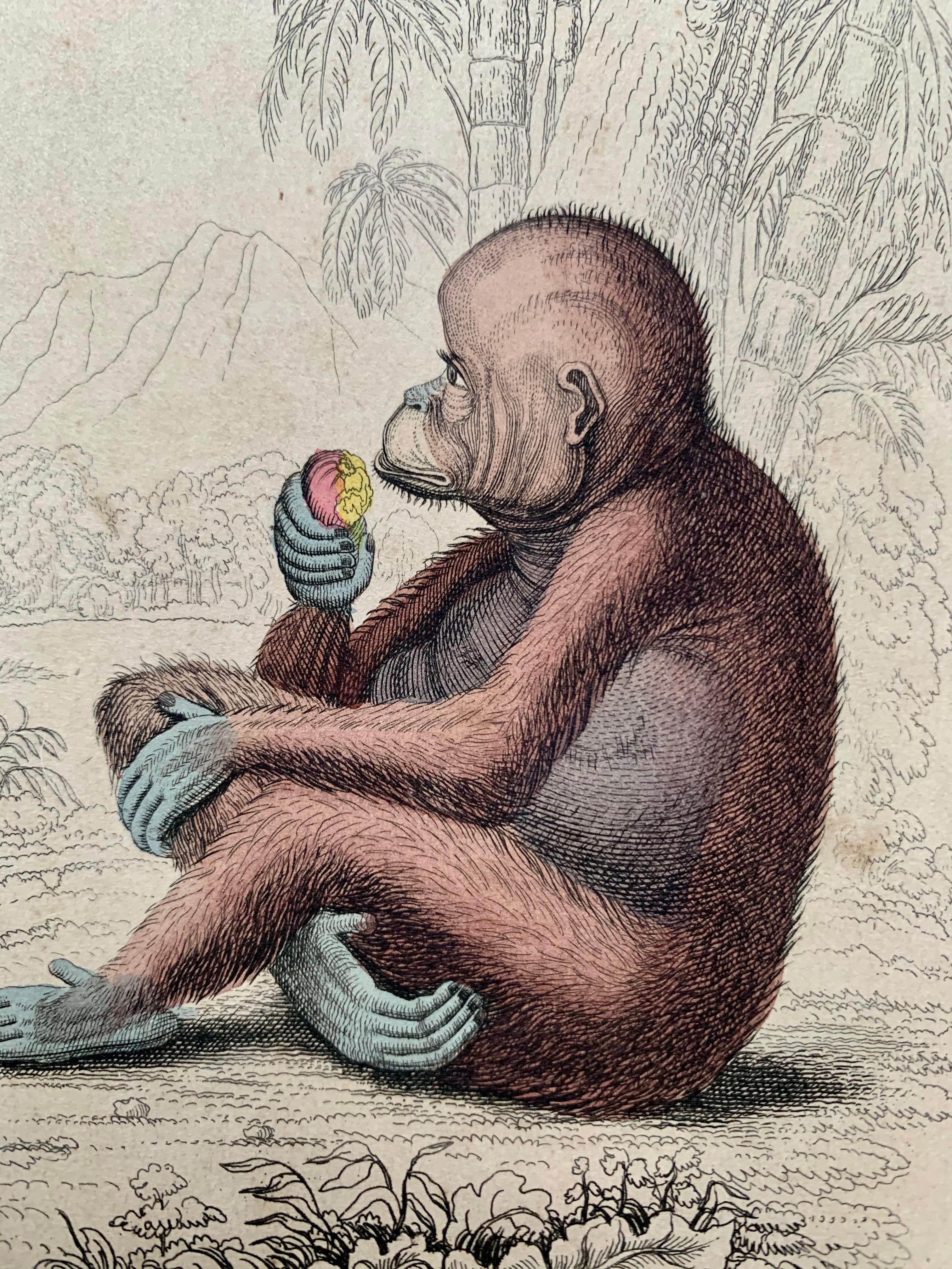 Antique Prints Rare Exotic Monkey - Baboon Chimpanzee Orangutan - Tropical Set 2